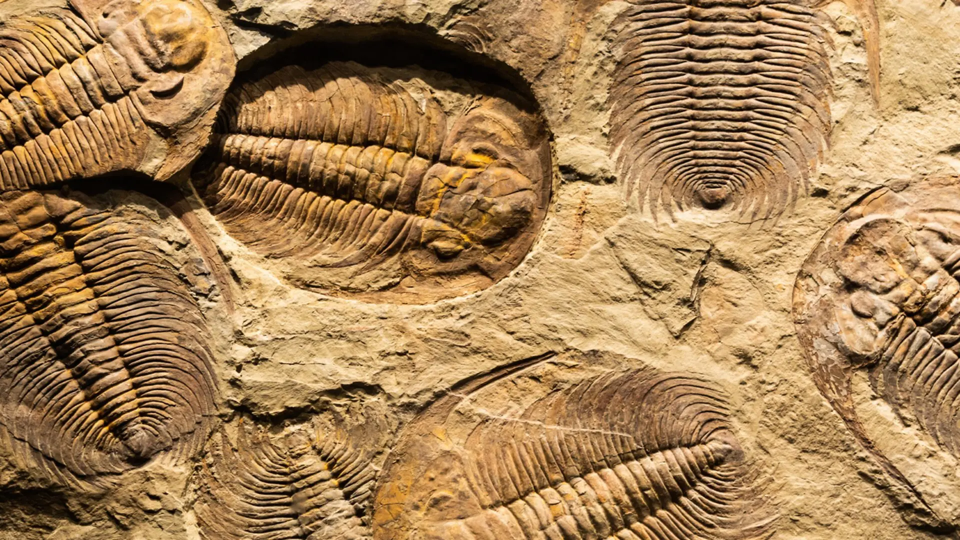 Rare 360 Million Year Old Trilobite Tracks Unearthed In Moroccos Anti Atlas Mountains Scaled