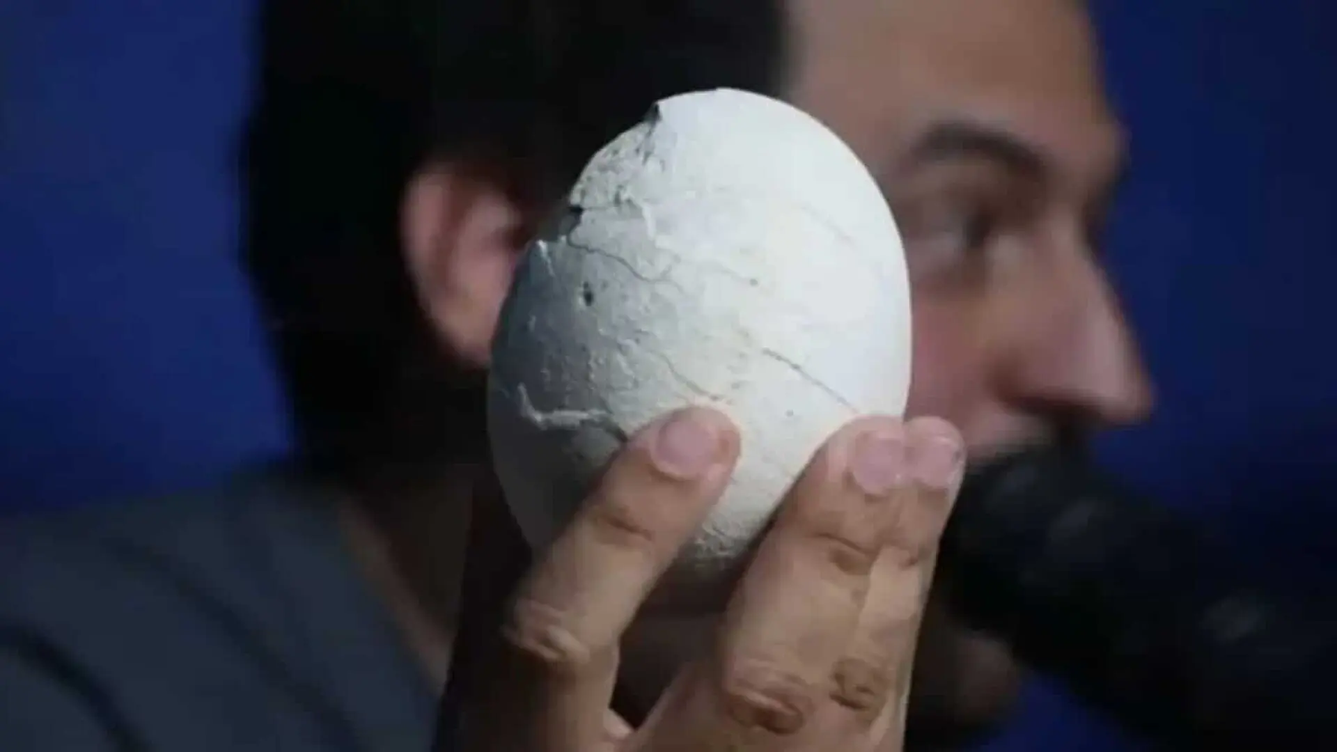 Argentina Just Found A 70 Million Year Old Dinosaur Egg And Scientists Think It Might Still Have A Baby Inside Scaled