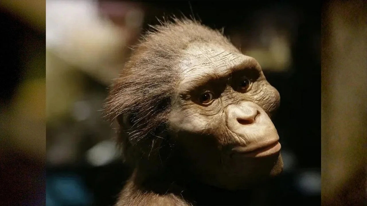 Close-up of a scientific reconstruction of the head and face of an ancient human ancestor, an Australopithecus. The reconstruction has brown fur, a prominent brow ridge, and a less-pronounced forehead than modern humans.