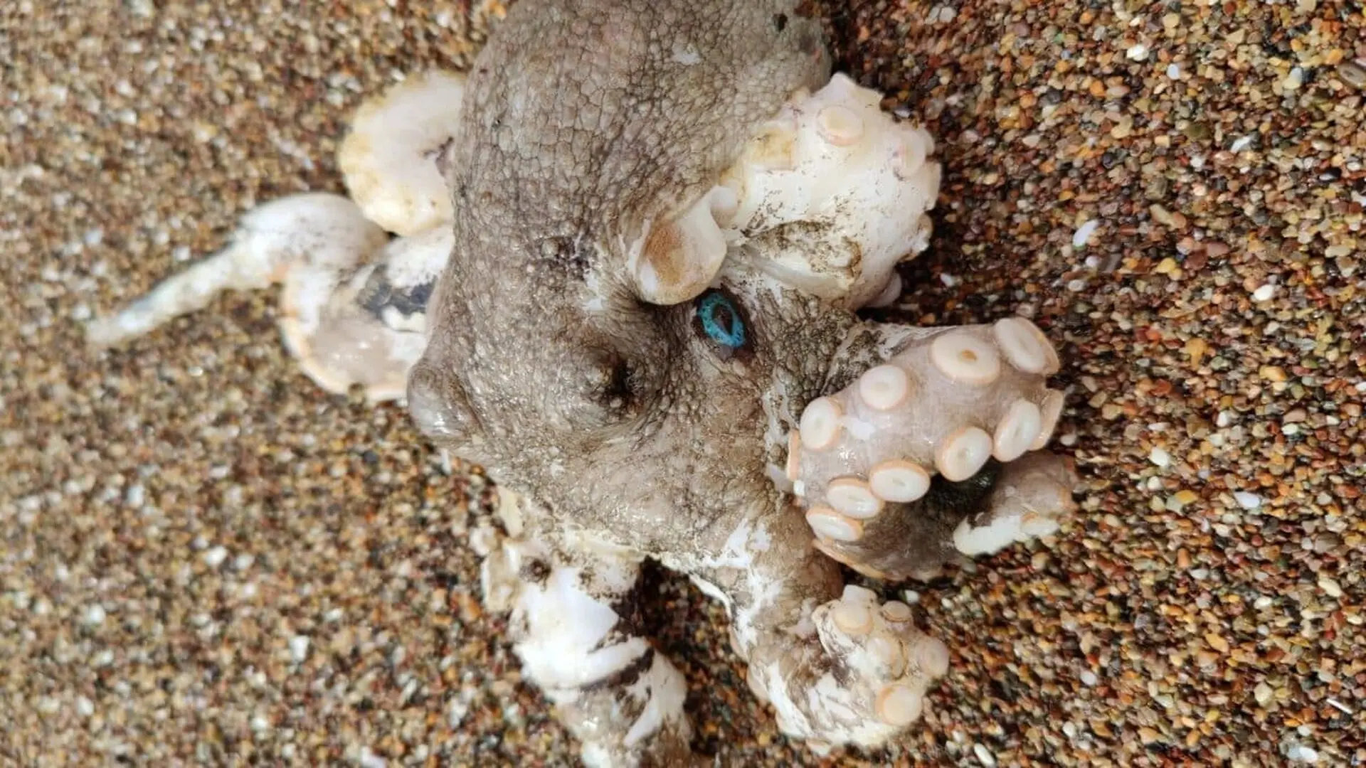 This Octopus Didnt Just Look In The Mirror It Used The Reflection To Navigate Scaled