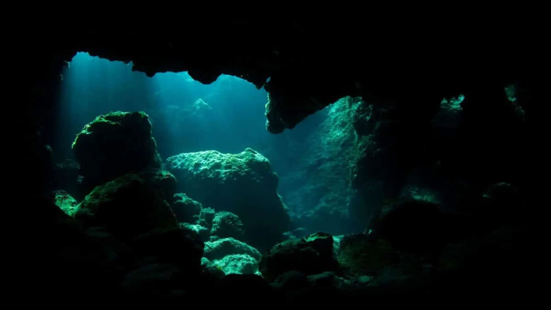 Scientists Found A New Predator Nearly Meters Deep Living In Conditions Once Thought Impossible Scaled