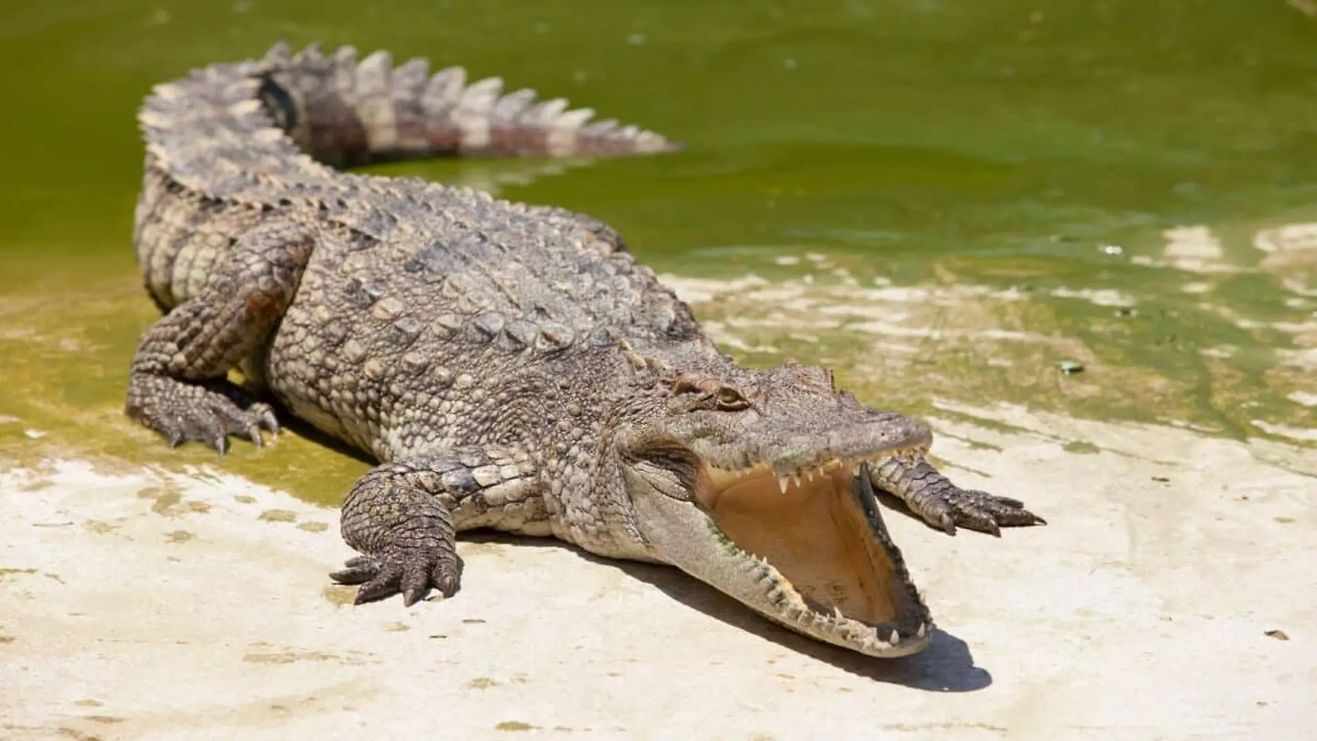 A 250 Million Year Old Survival Strategy May Explain Why Crocodiles Are Still Here And Dinosaurs Arent Scaled