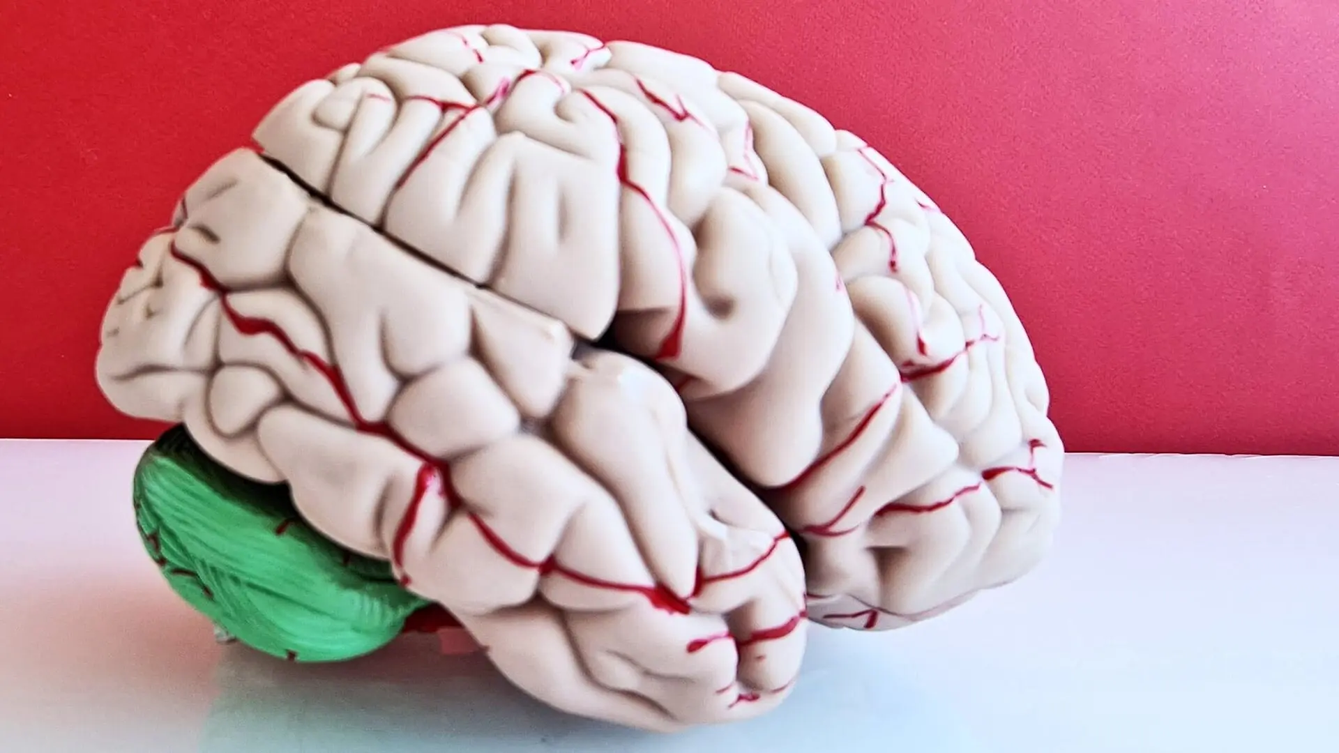A plastic model of a human brain on a white surface in front of a red background.