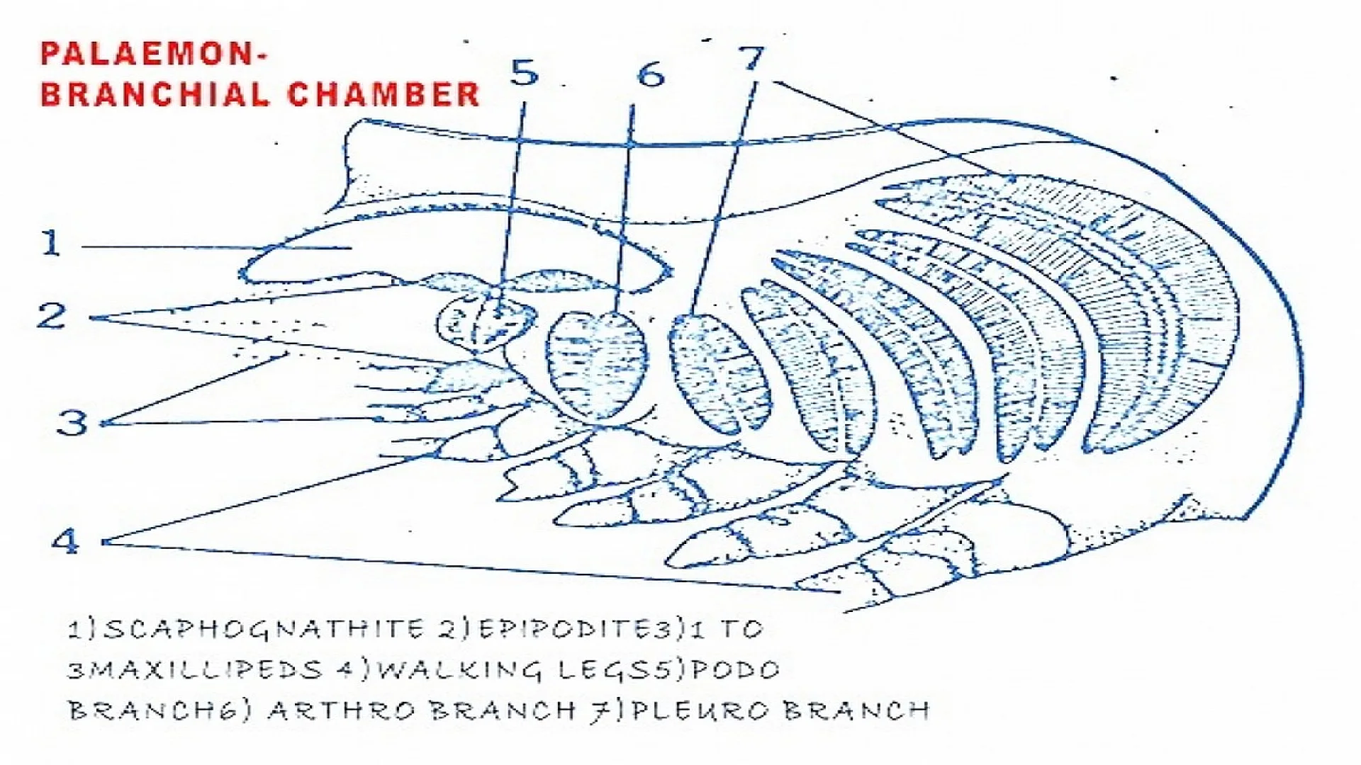 Respiratory System of Palaemon.