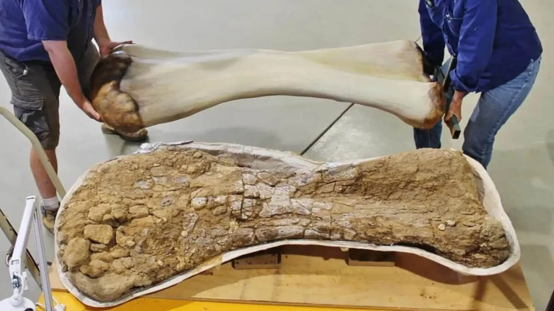 They Were Riding Motorbikes On Their Sheep Farm When They Spotted Something Strange And It Turned Out To Be A 70 Ton Dinosaur Scaled