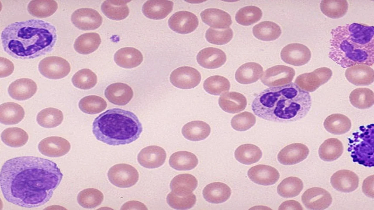 Blood Smear Microscopic View