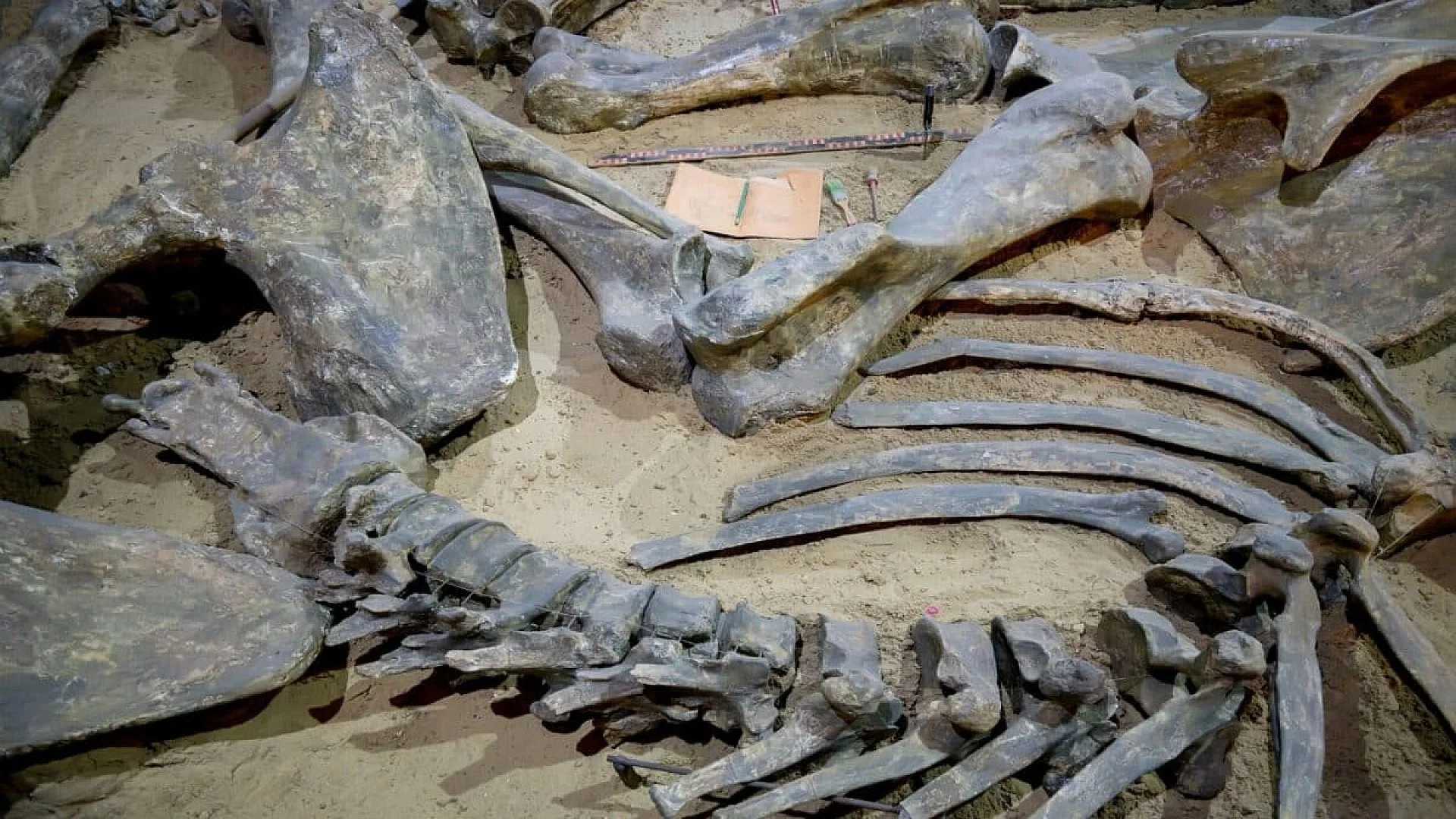 A Student Found 16 Bite Marks On A Fossil And Proved That Tyrannosaurs Were Not Just Hunters They Ate Each Other 75 Million Years Ago Scaled