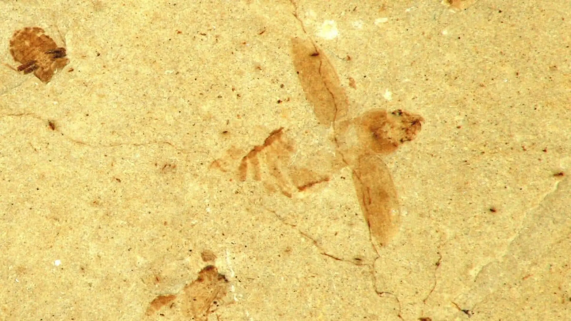 Scientists Unearthed A Fossil Bee Trapped In Pale Volcanic Sediment In Japan After More Than 2 Million Years Scaled