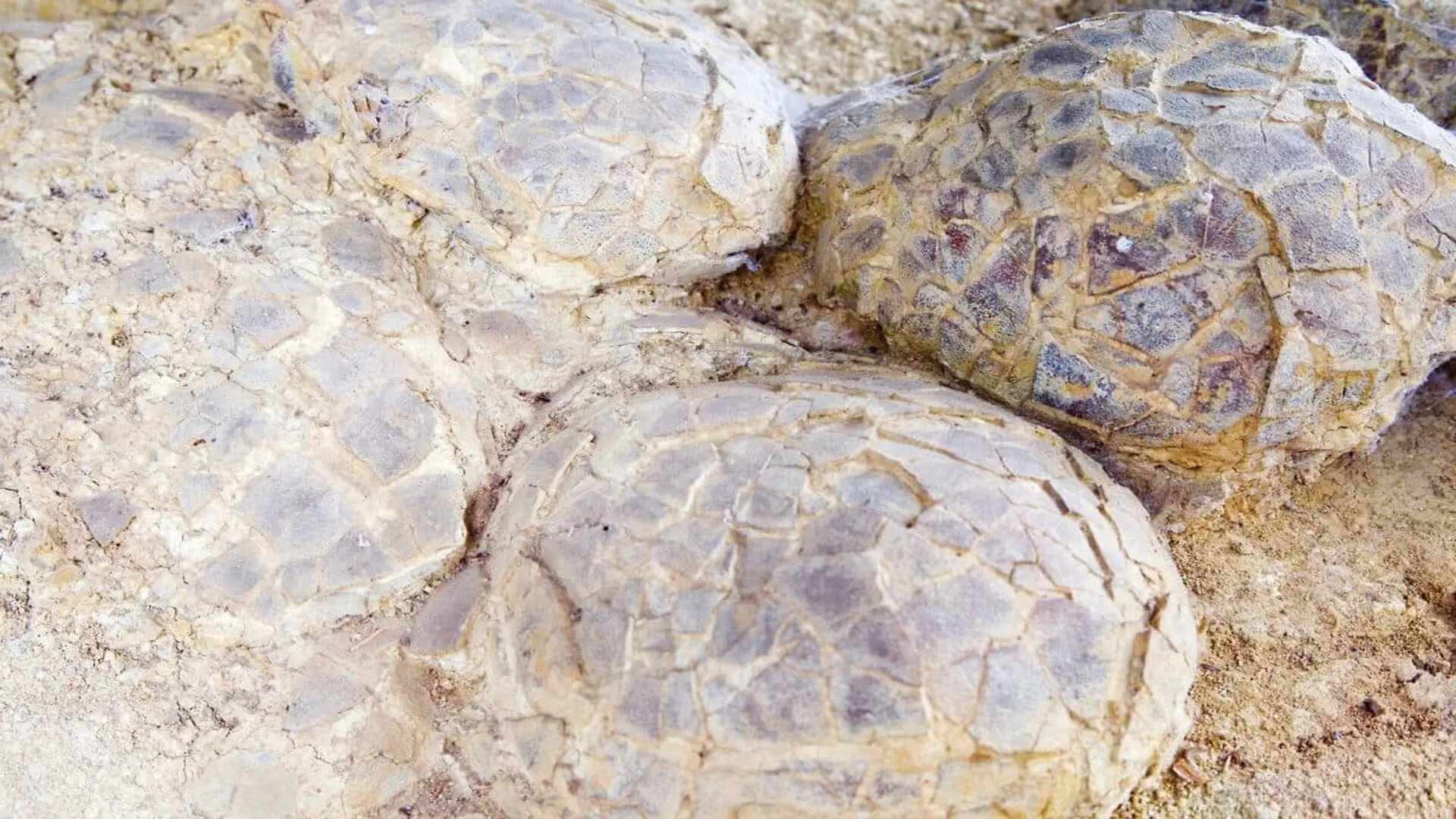 A Dinosaurs Unborn Eggs Possibly Still Inside Its Body Were Found In Patagonia After 70 Million Years Scaled