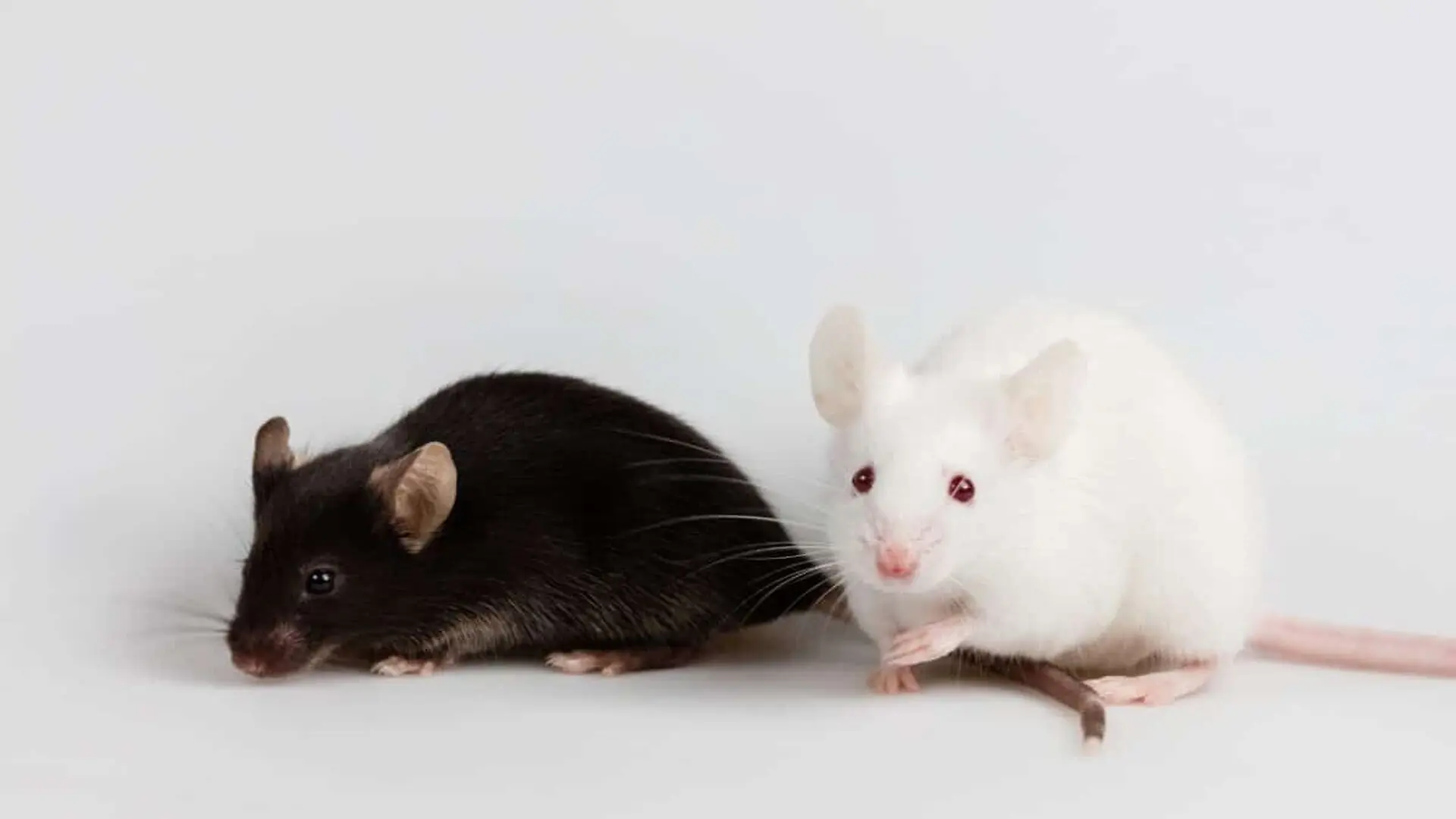 Stem Cells Reverse Stroke Damage In Mice And Restore Lost Movement Scaled