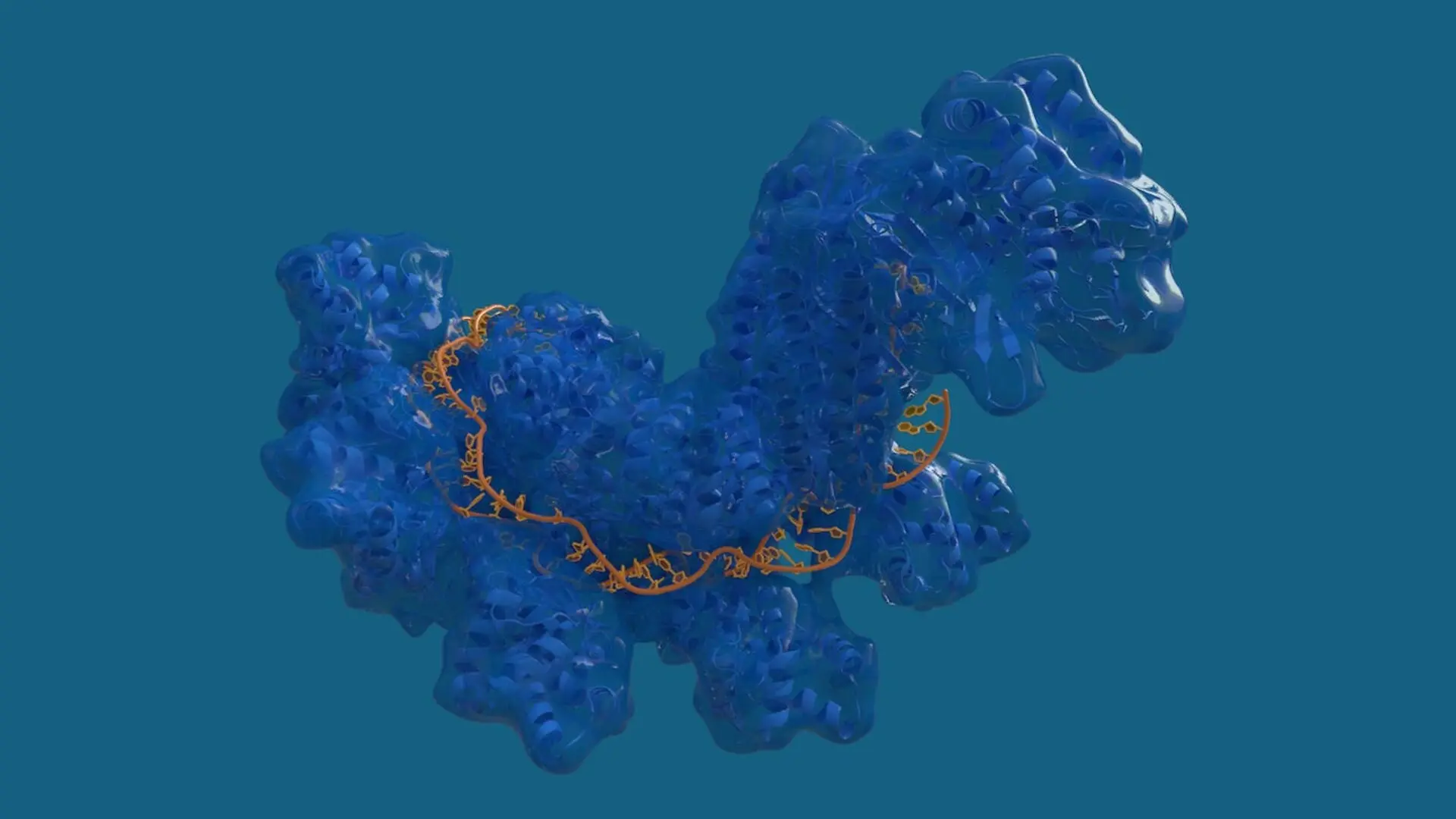 Crispr Cas9
