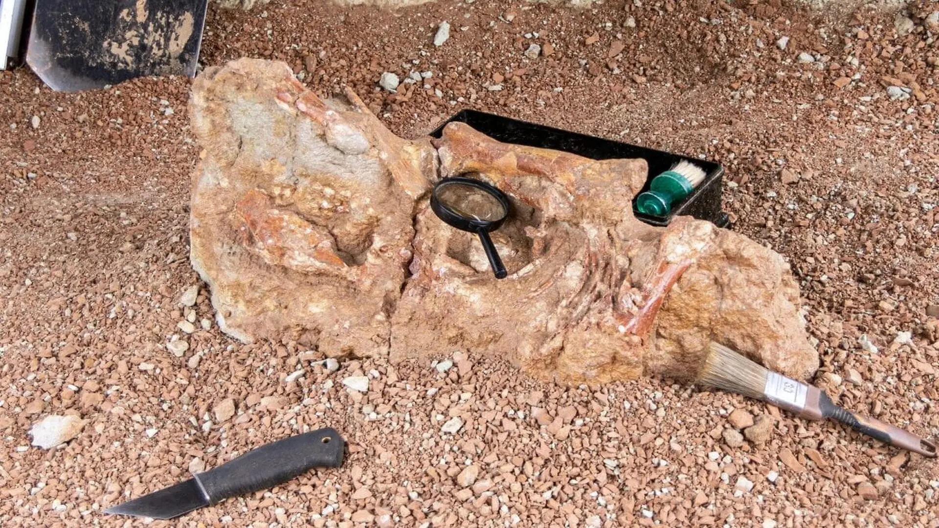 A Forgotten Dinosaur Has Just Reappeared From Fragments Of Bones On An Ancient Romanian Island Scaled