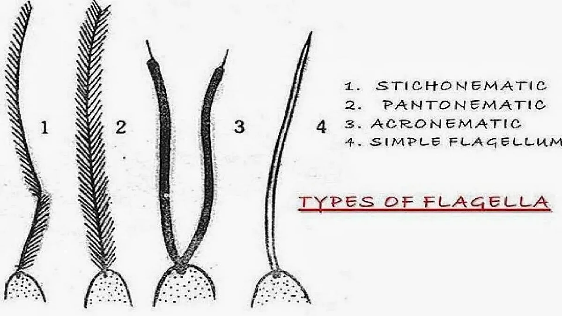 Types of flagella in Protozoa.