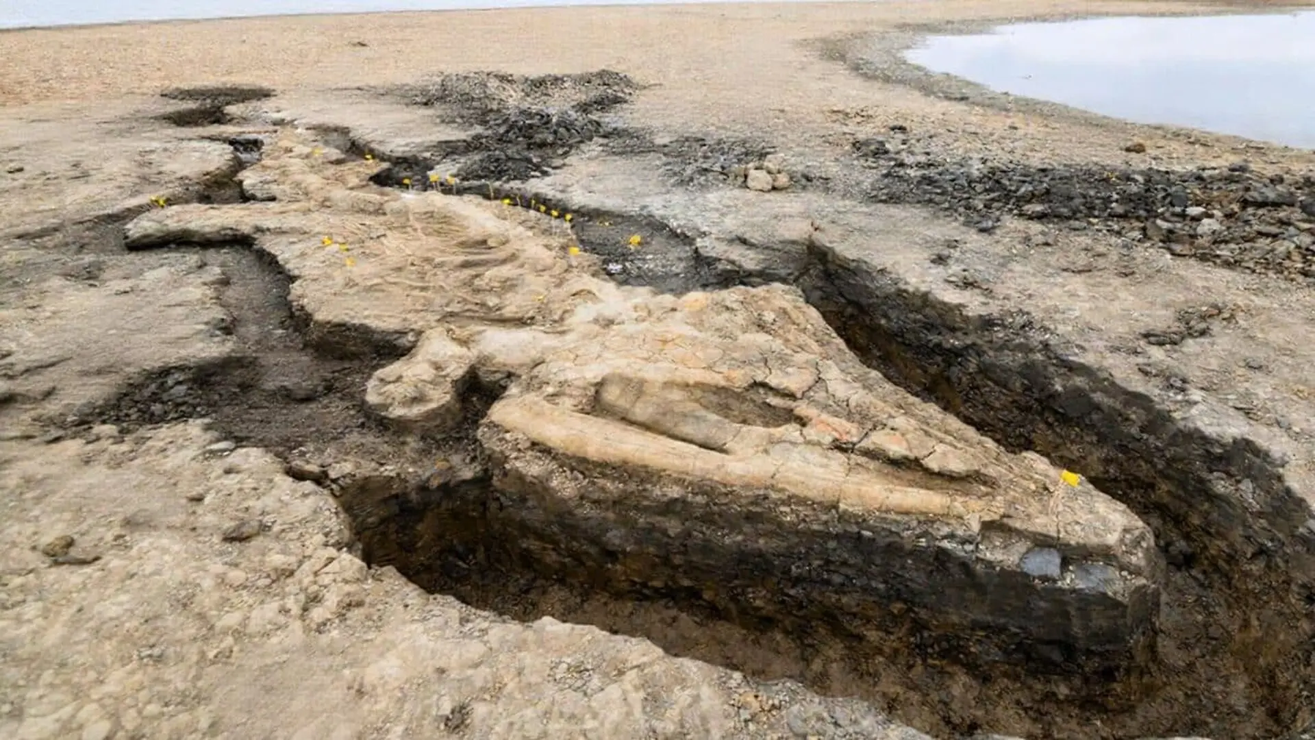 Giant Ichthyosaur Found At Rutland Water Scaled