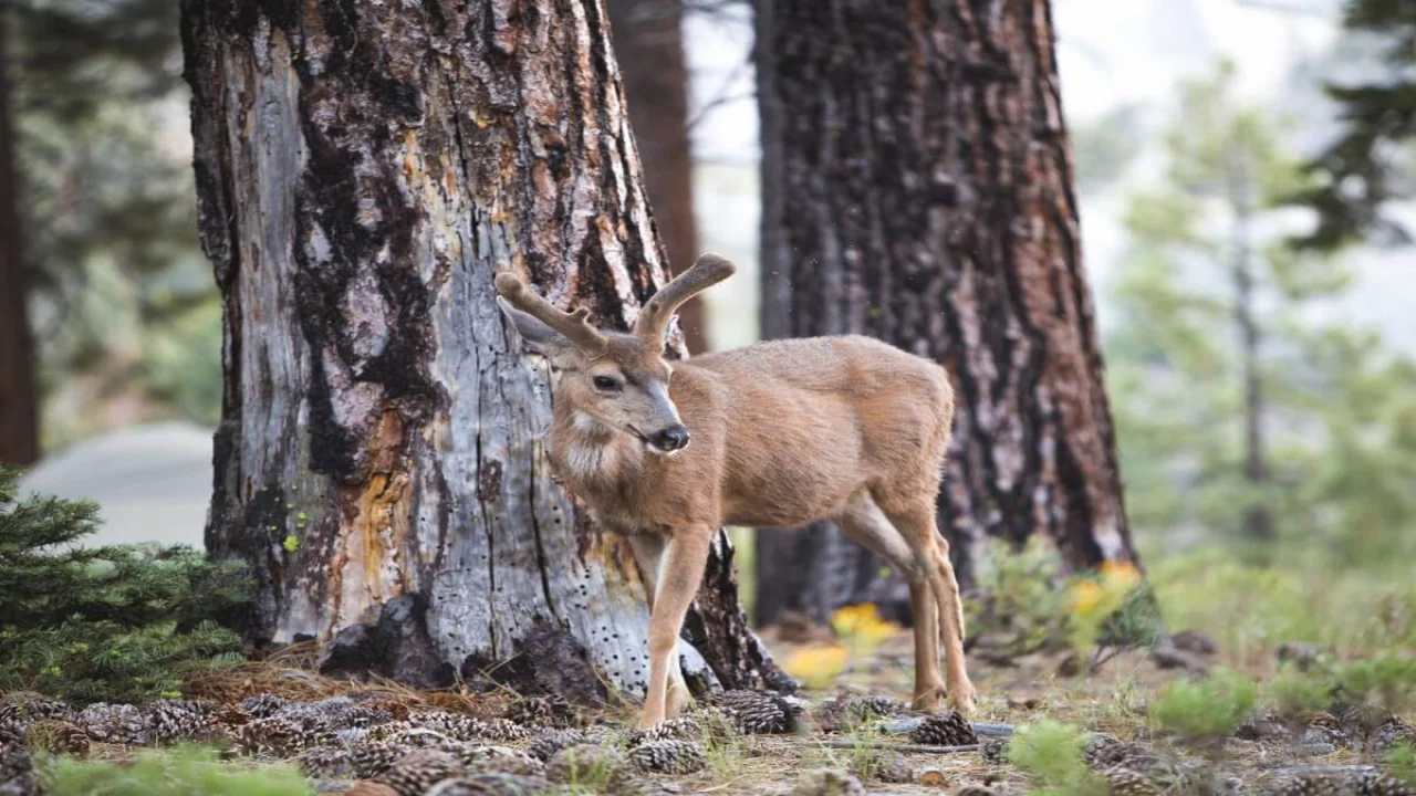 Brown Deer in Coniferous Forests.