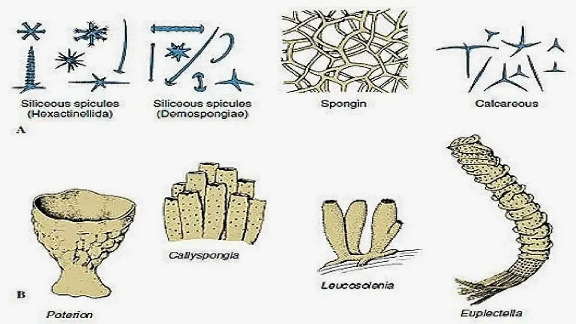 Classification of Phylum Porifera