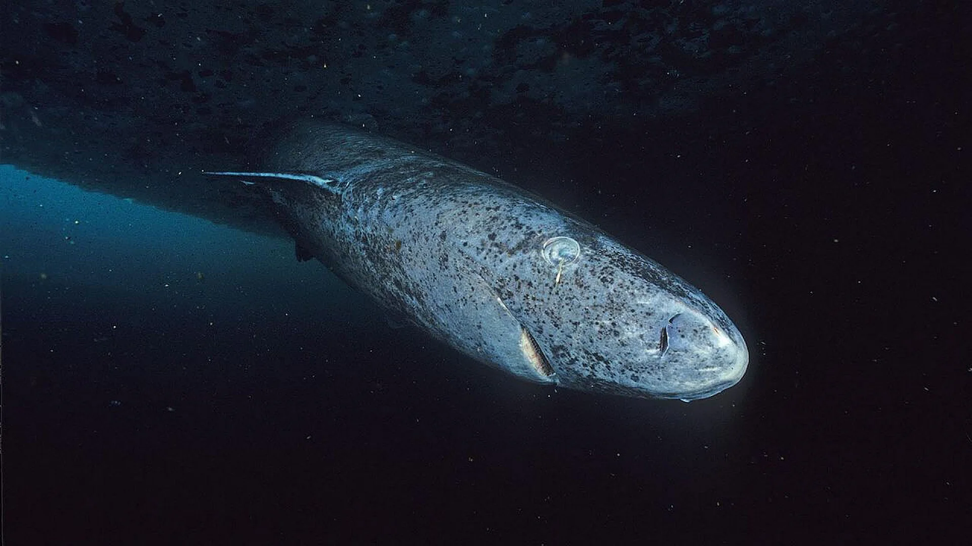 A Greenland shark with a corneal parasite.