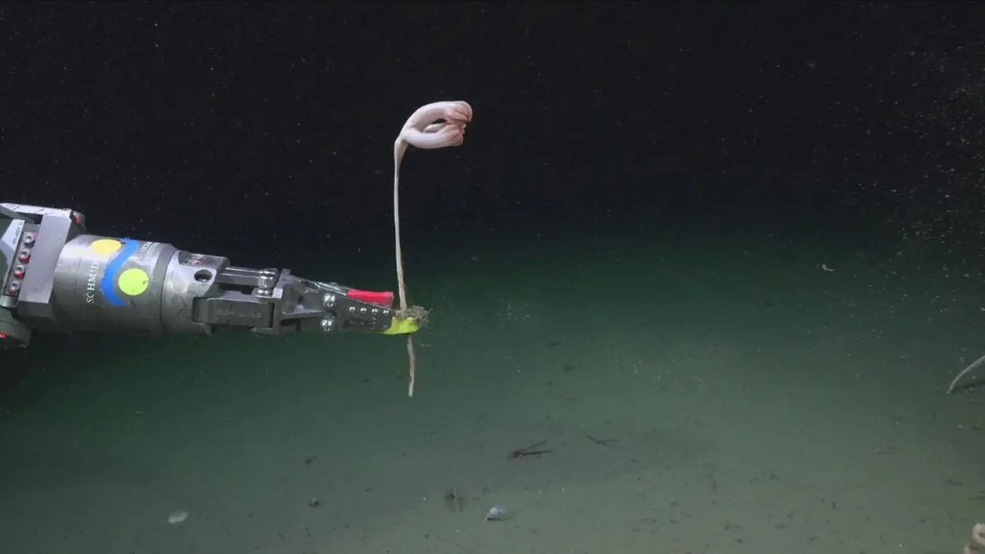 A Submarine Canyon Nearly Twice As Deep As The Grand Canyon Just Revealed 57 New Species Nobody Had Ever Seen Scaled