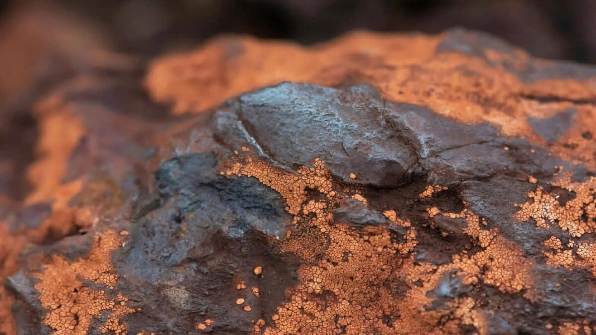 Researchers Examining A Meteorite Fragment Discovered Strange Microfossils Buried Deep Inside Scaled