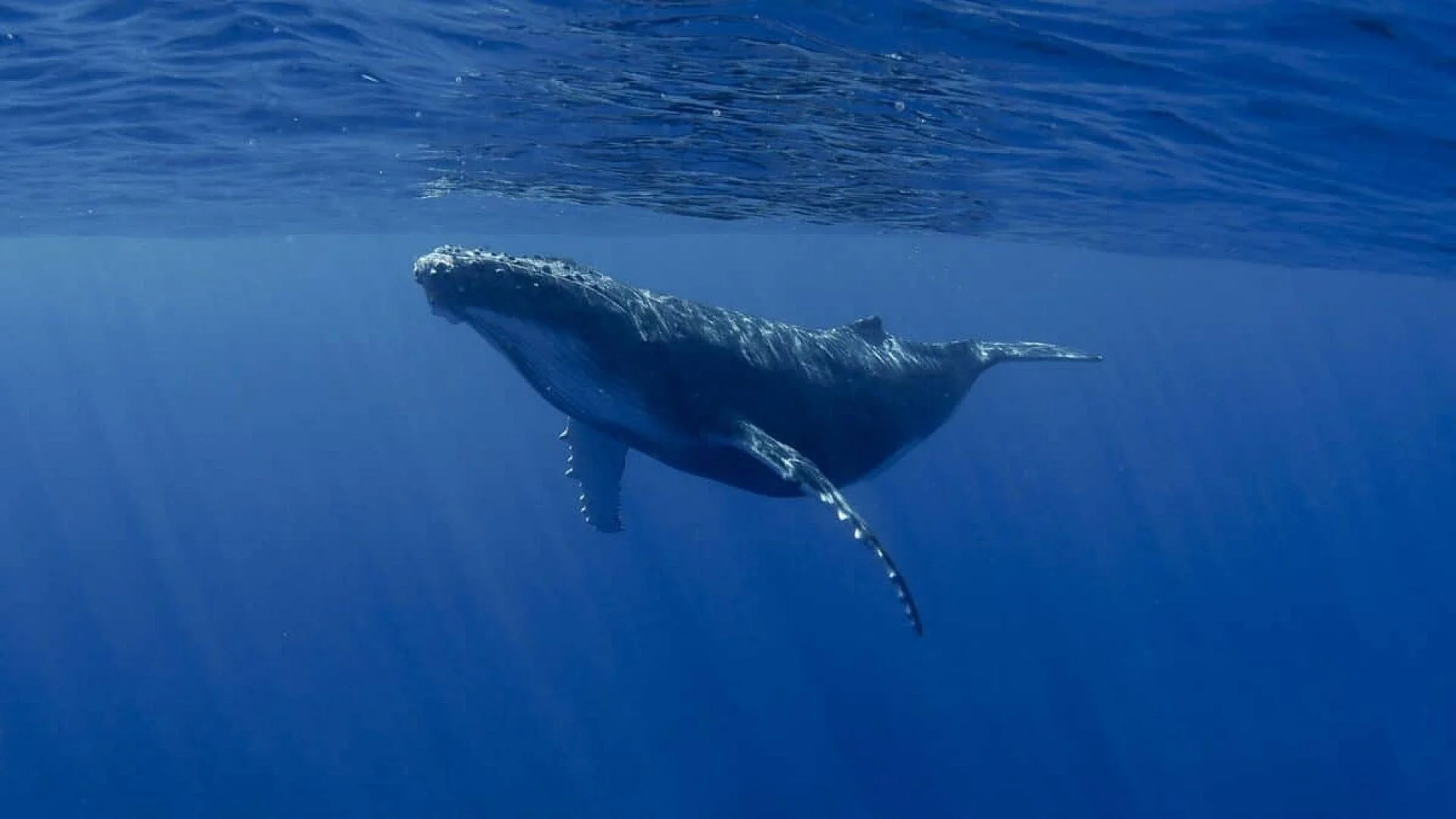 Scientists Have Been Tracking This Whale For 40 Years And Still Dont Know Its Species Scaled