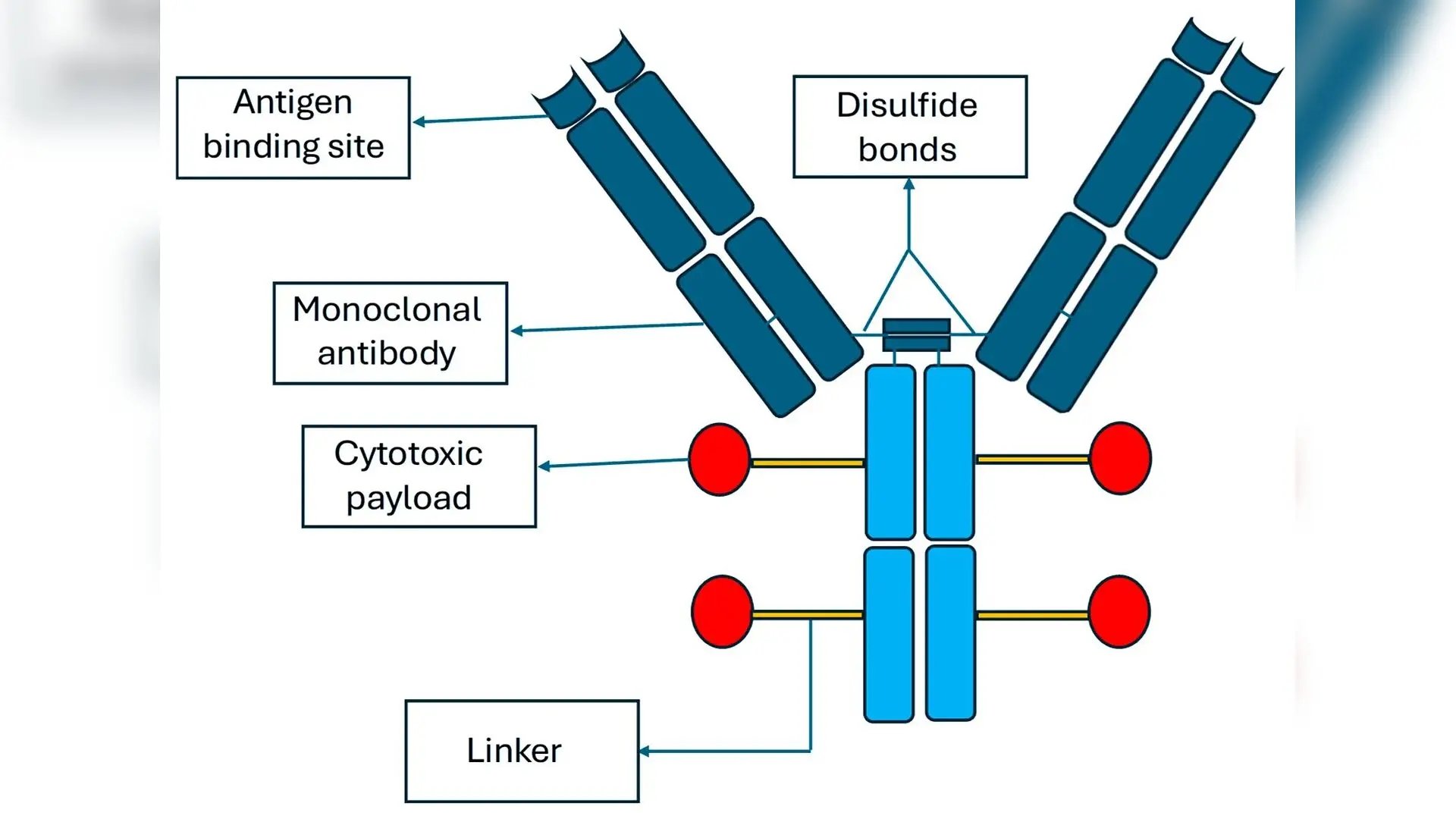 Advanced Computer Models Transform Targeted Cancer Drug Design