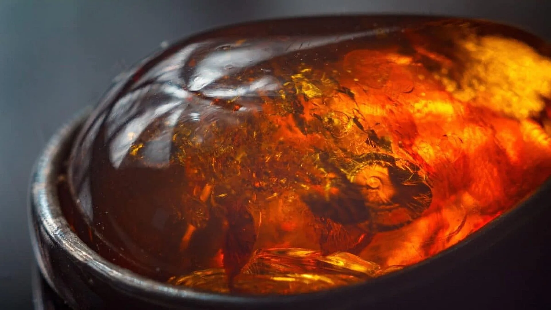 Scientists Discover 100 Million Year Old Fossil Bug Trapped In Amber With Claws Seen Only Four Times In Insects Scaled