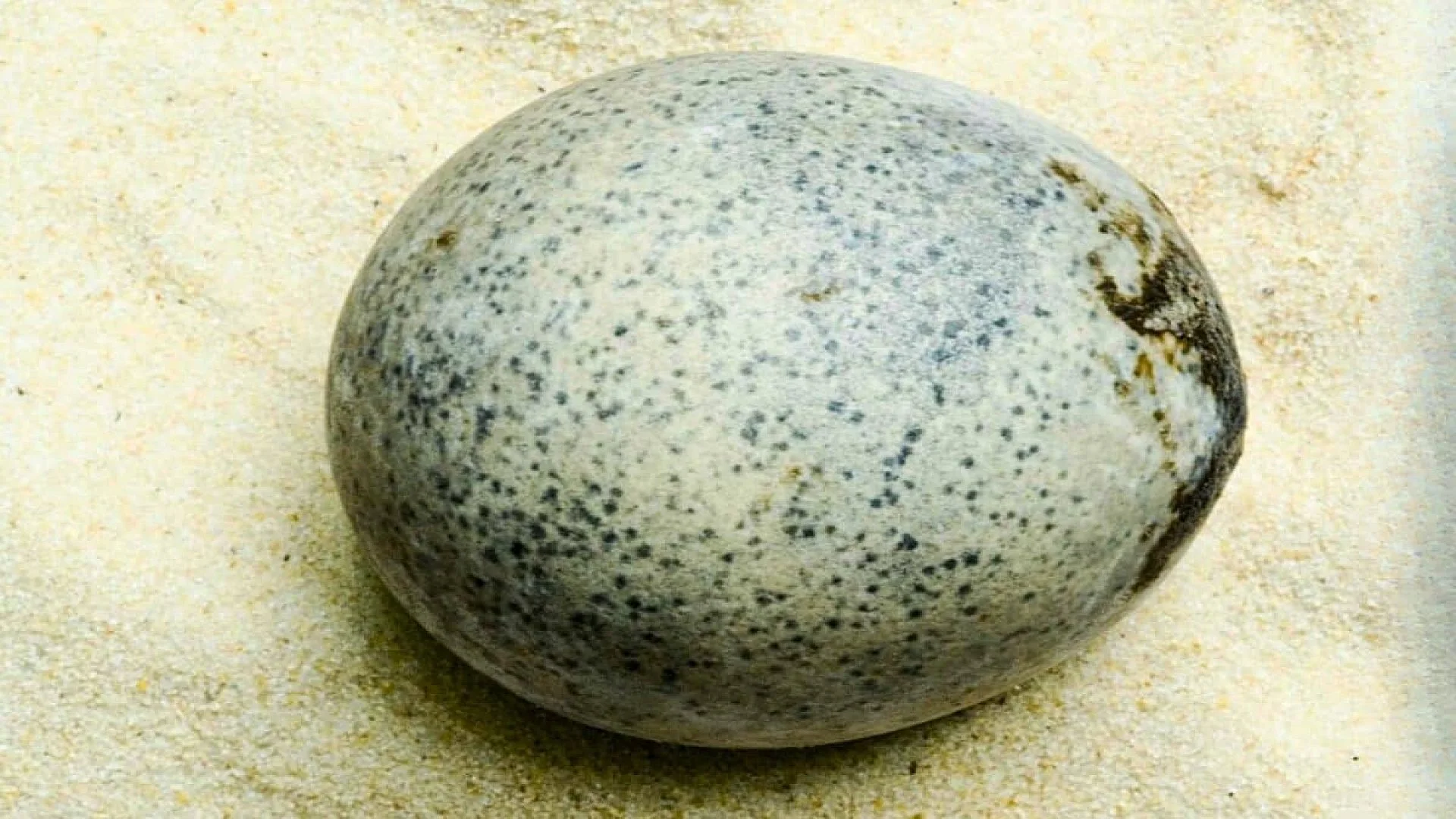 Roman Egg Found In Aylesbury Still Holds Liquid Scaled