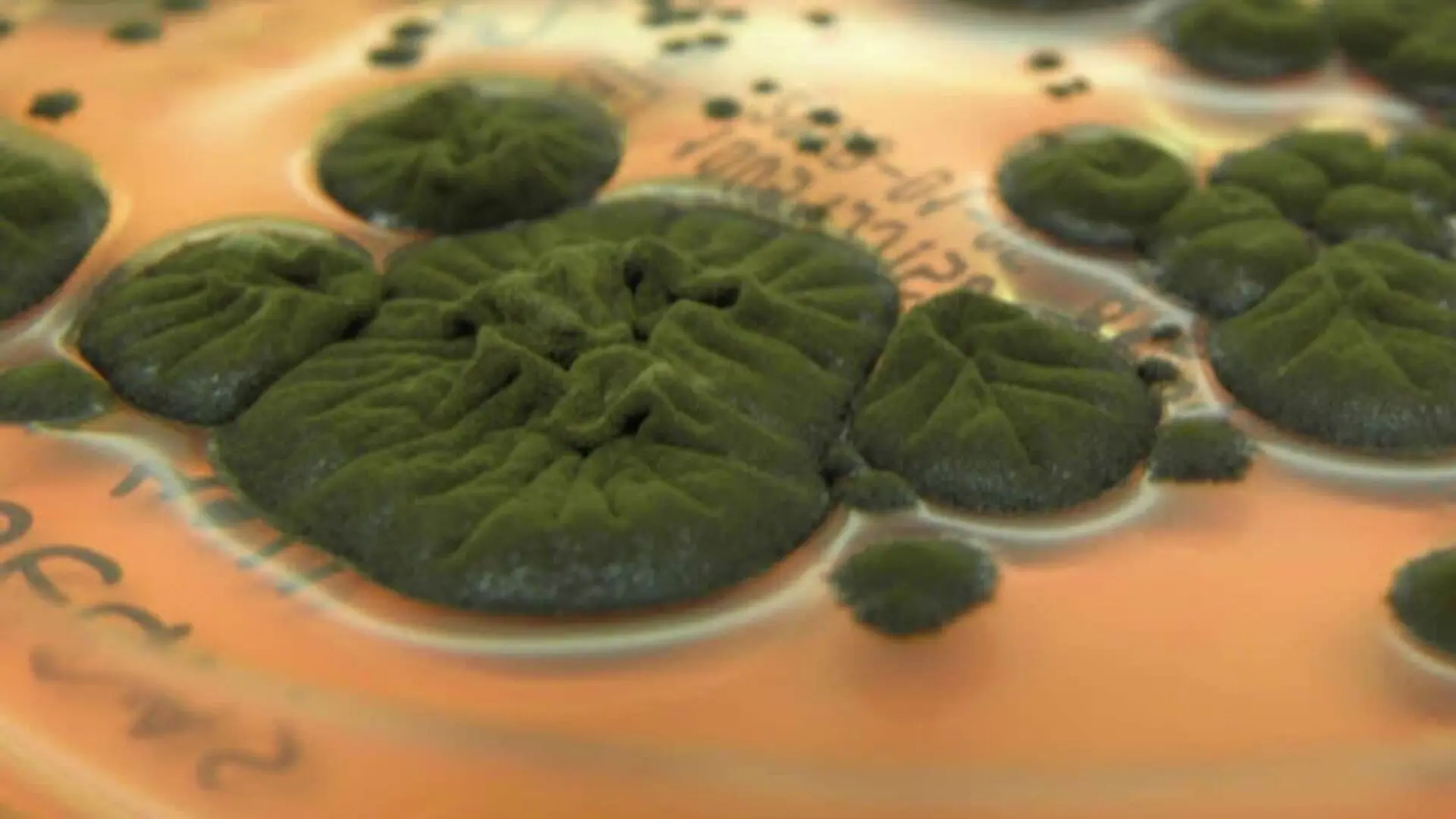 Deep Inside Chernobyls Ruined Reactor Scientists Found A Fungus With A Strange Ability Scaled