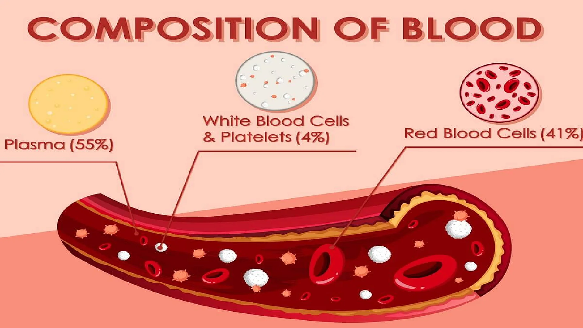 Diagram showing composition of blood.