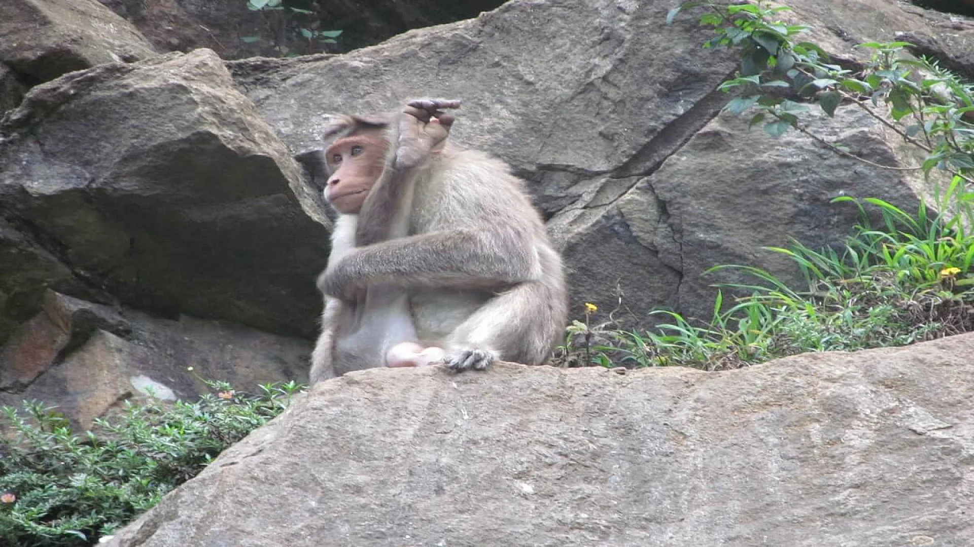 Bonnet macaque