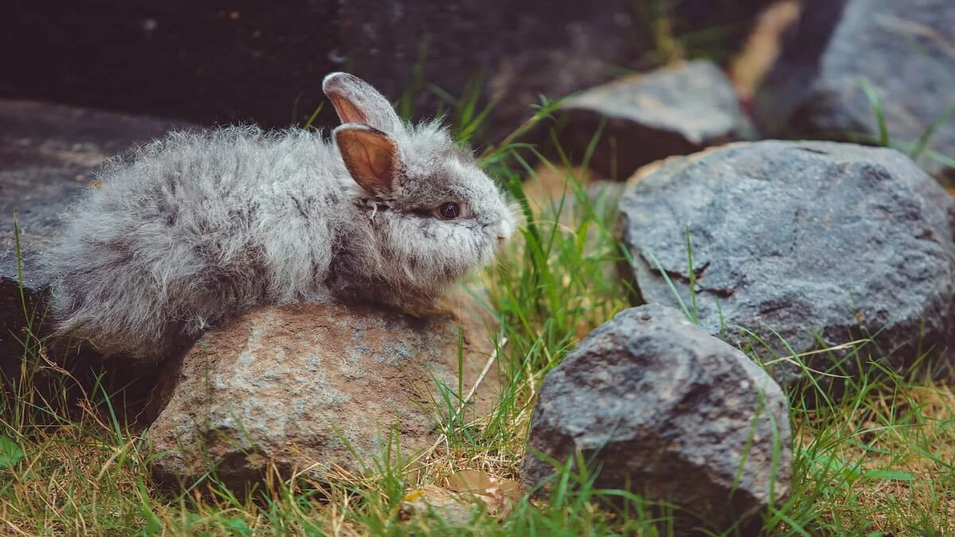 Free photo little rabbit.