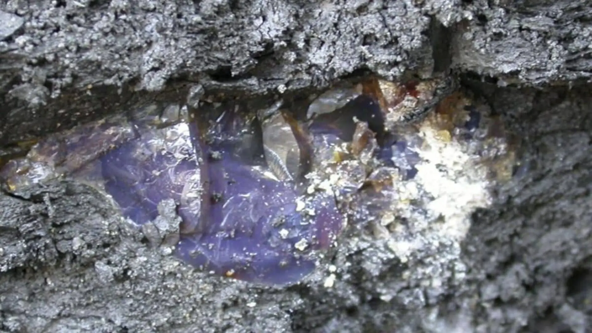 Road Workers In Spain Stumbled On Fossils Trapped In Amber For 105 Million Years Scaled