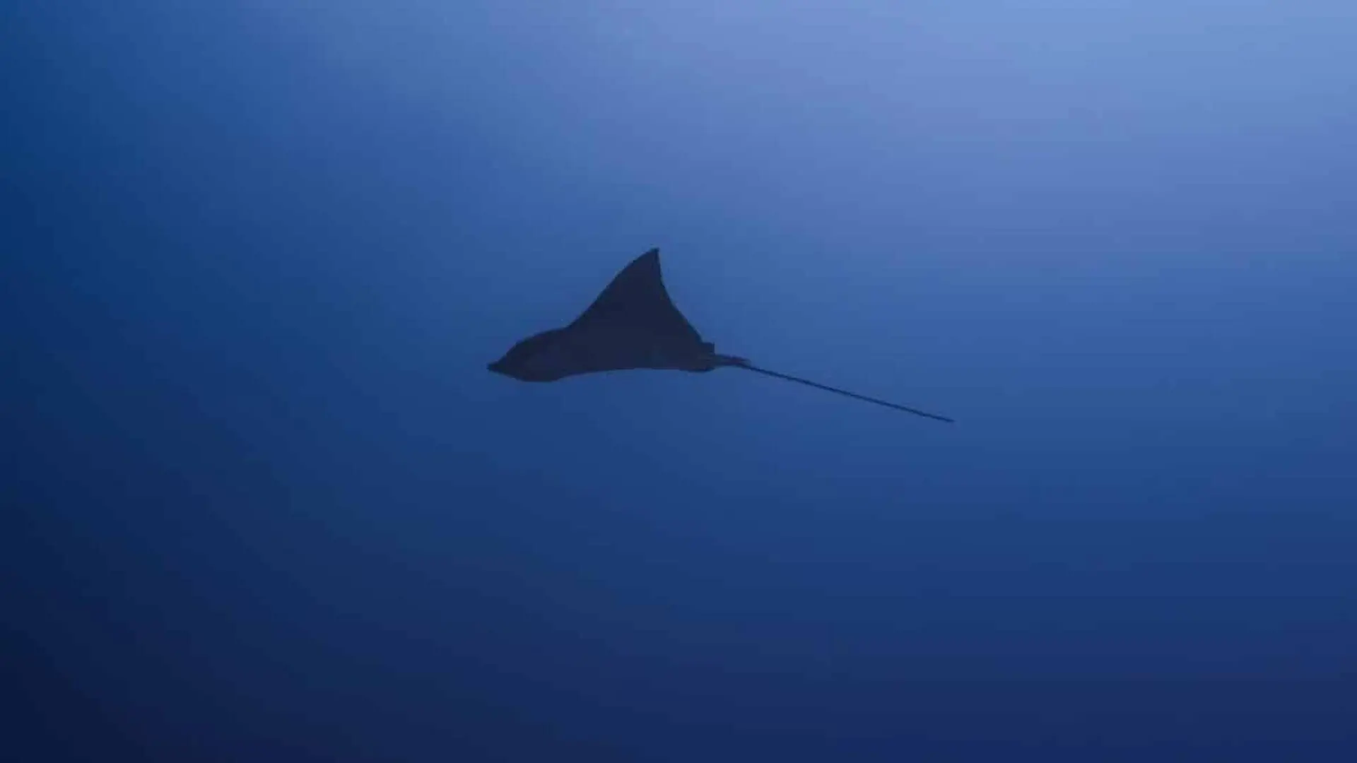 Scientists Found A 419 Million Year Old Fish With A Bat Like Head That May Have Glided Through Ancient Seas Scaled