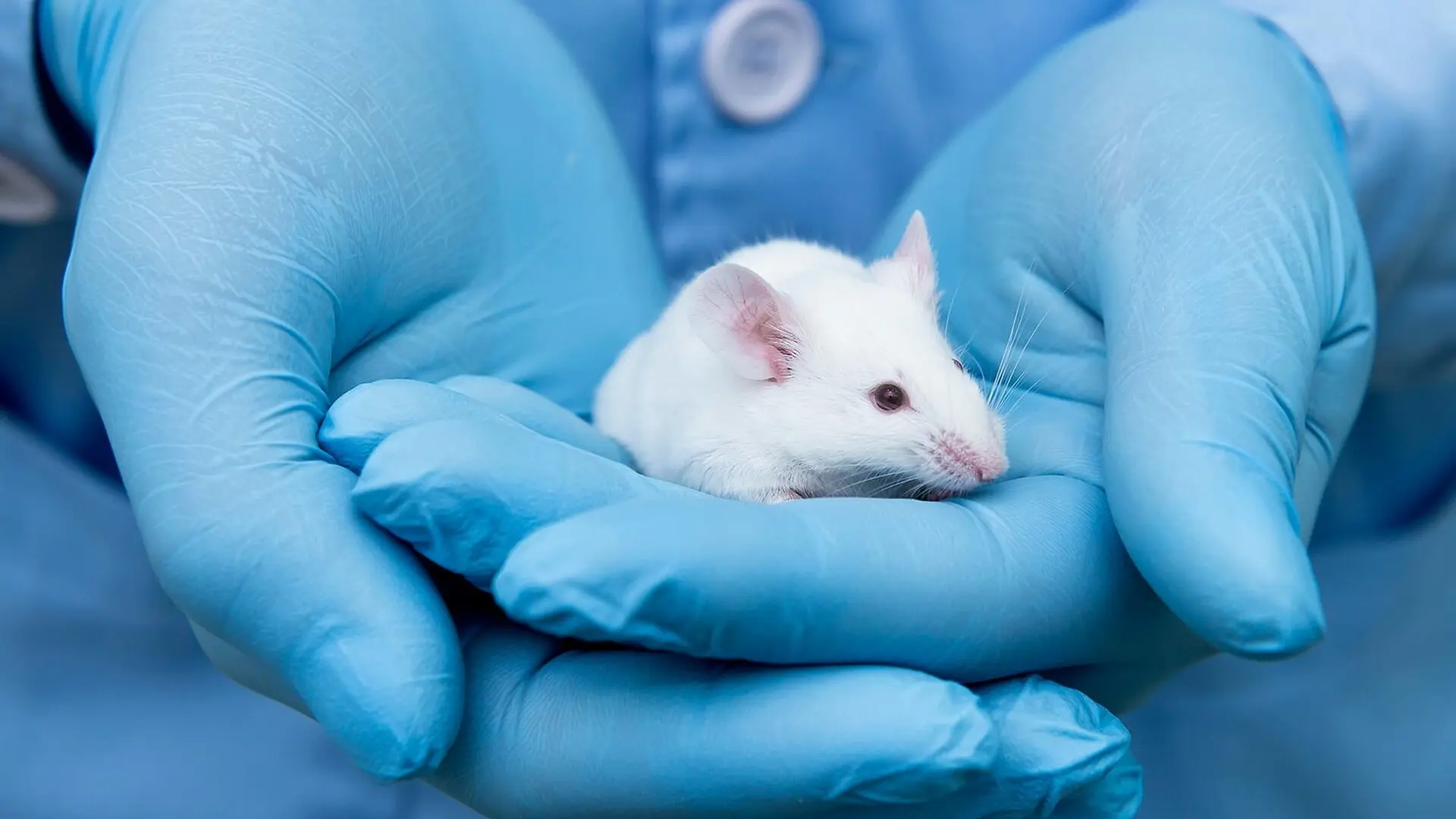 A scientist wearing blue gloves holds a white lab mouse.