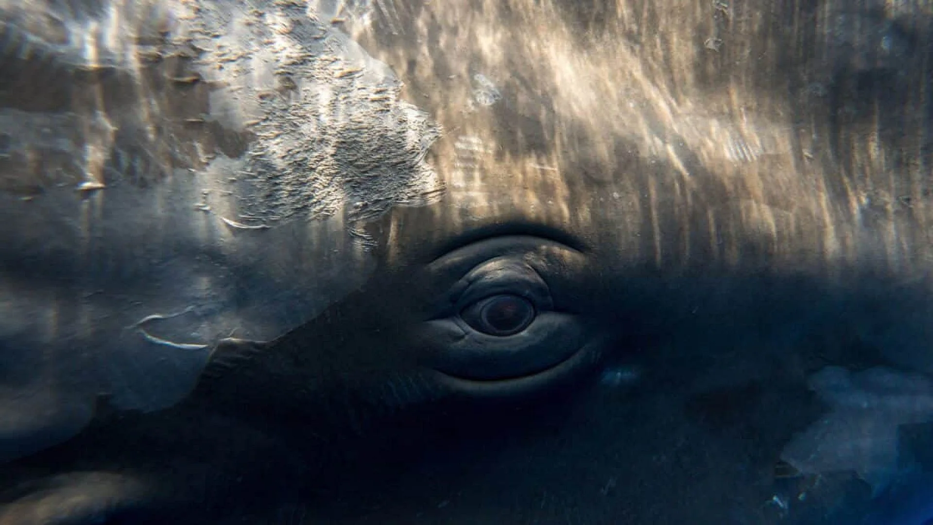 Scientists Found A 100 Year Old Unexpected Object Inside A Whale And The Discovery Helped Estimate Its Age Scaled