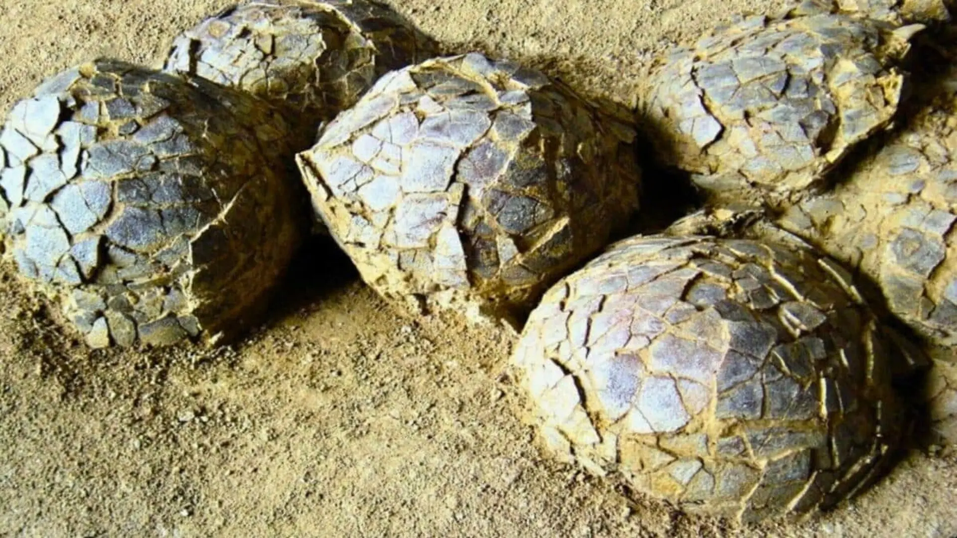 Over 100 Dinosaur Eggs Surface In France From A Cretaceous Layer Scaled