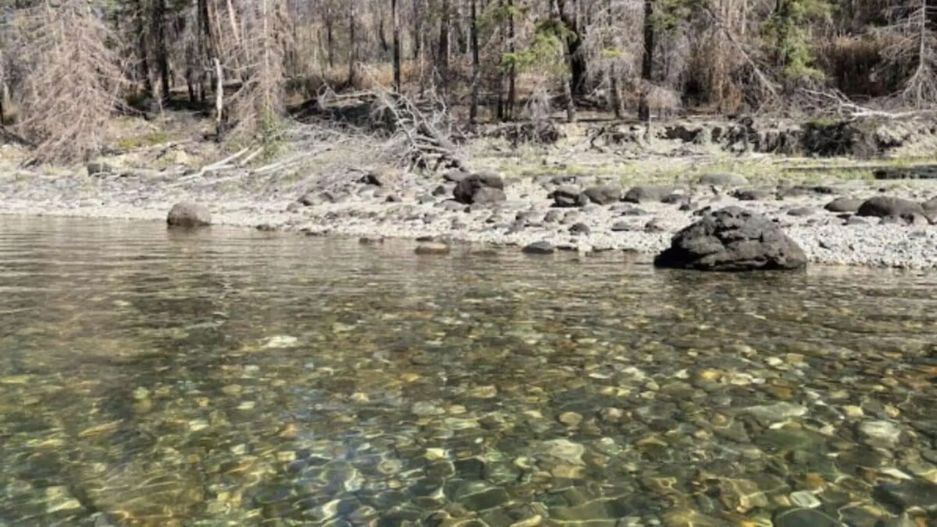 A Camper Thought He Found A Flip Flop On A Canadian Lake Shore. It Was A Mastodon Tooth Only Two Others Like It Have Ever Been Found In The Province Scaled