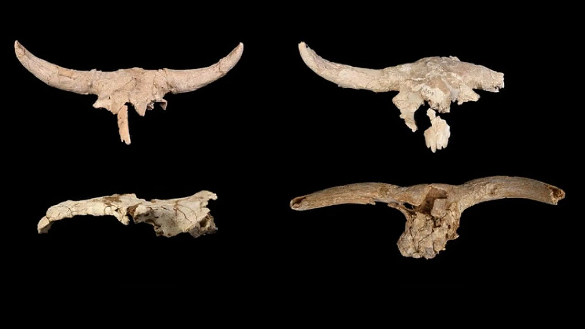 Four fossilized herbivore skulls with prominent horns or antlers, shown from different angles against a black background, representing the archaeological finds at Pinilla del Valle.