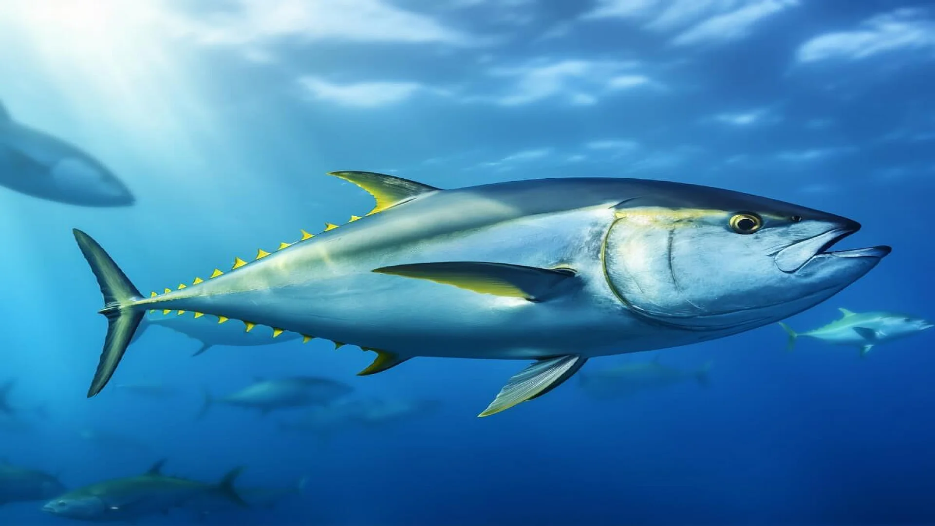 Underwater Fish