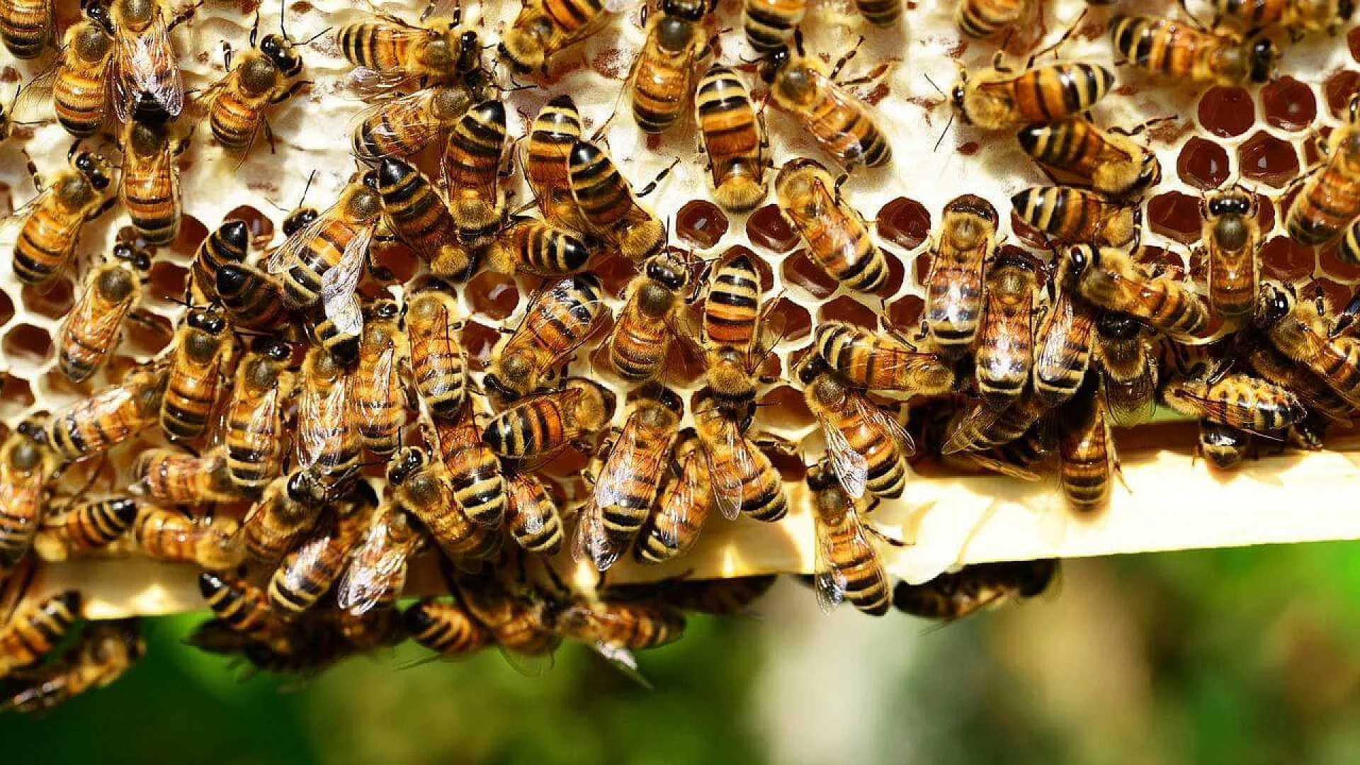 A dense cluster of honeybees crawling over a honeycomb filled with golden honey and larvae.