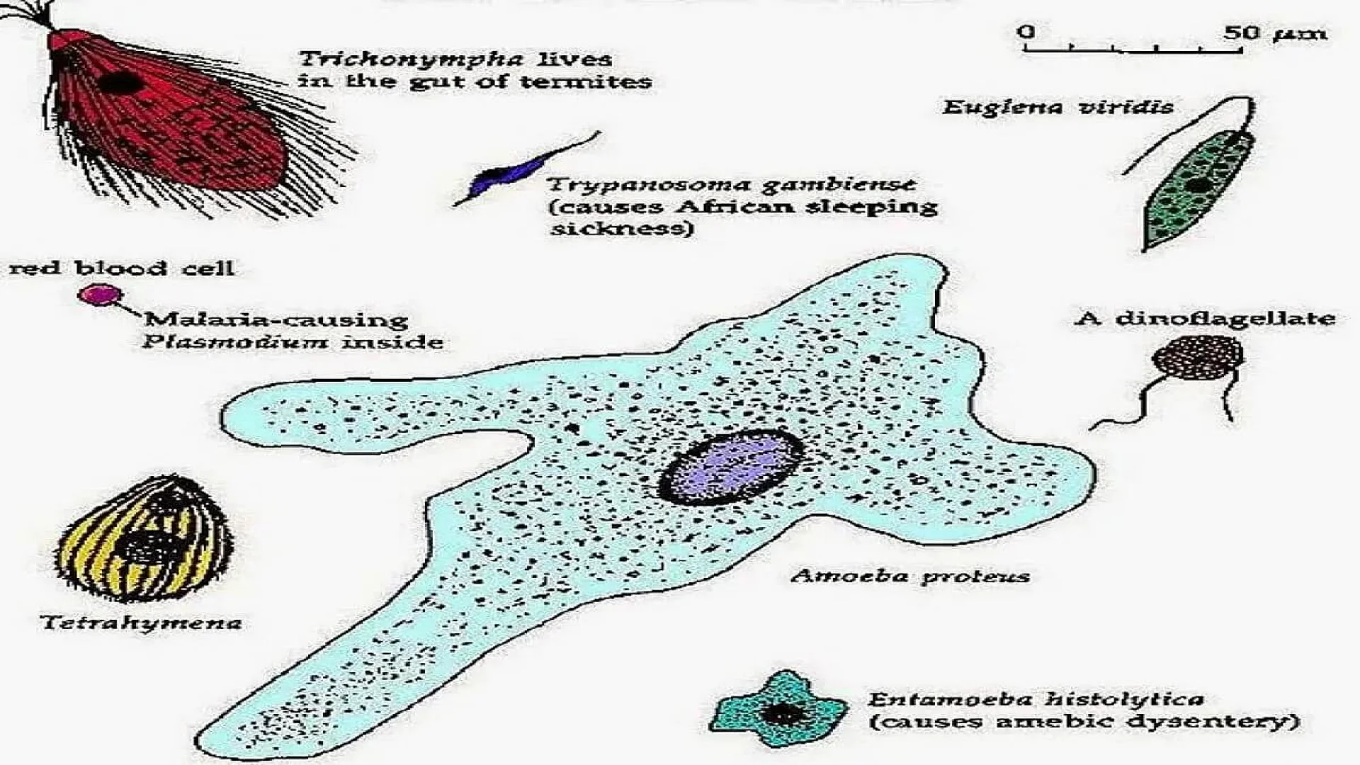 Classification of Protozoa.