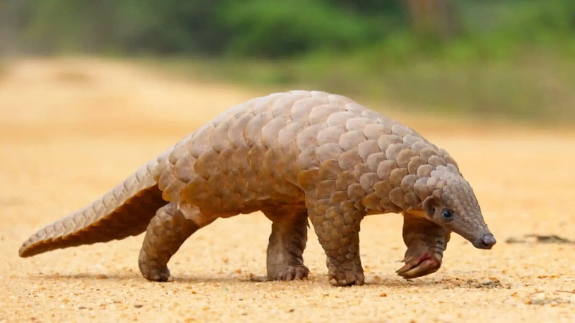 A Forgotten Pangolin Specimen Revealed A Hidden Species Identity Scaled