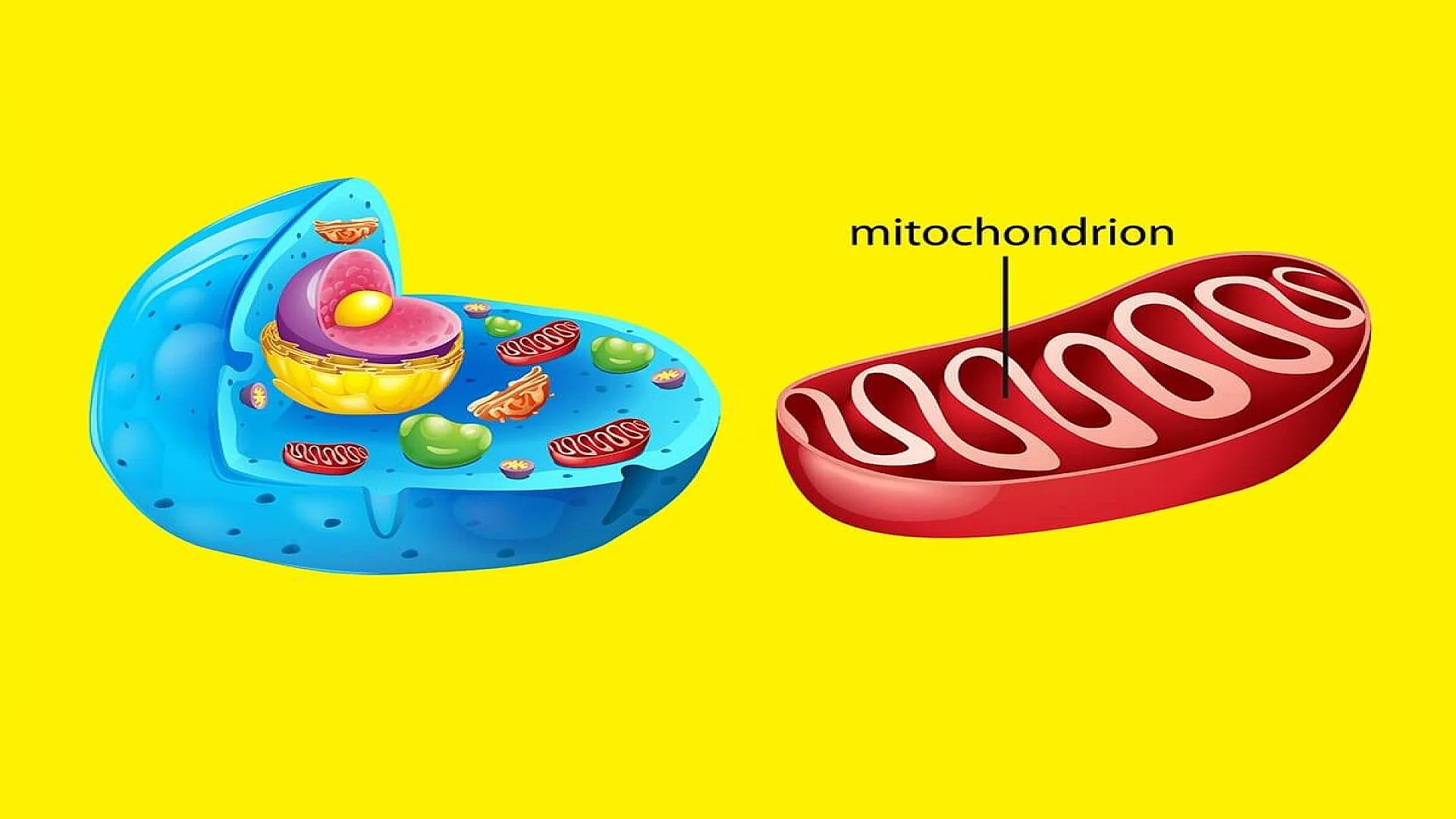 Free vector animal cell anatomy structure.