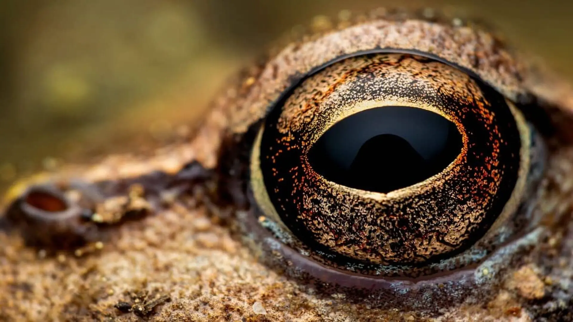 In The Middle Of The Amazon Forest Scientists Discover A New Frog Species Hidden Among Lookalikes Scaled