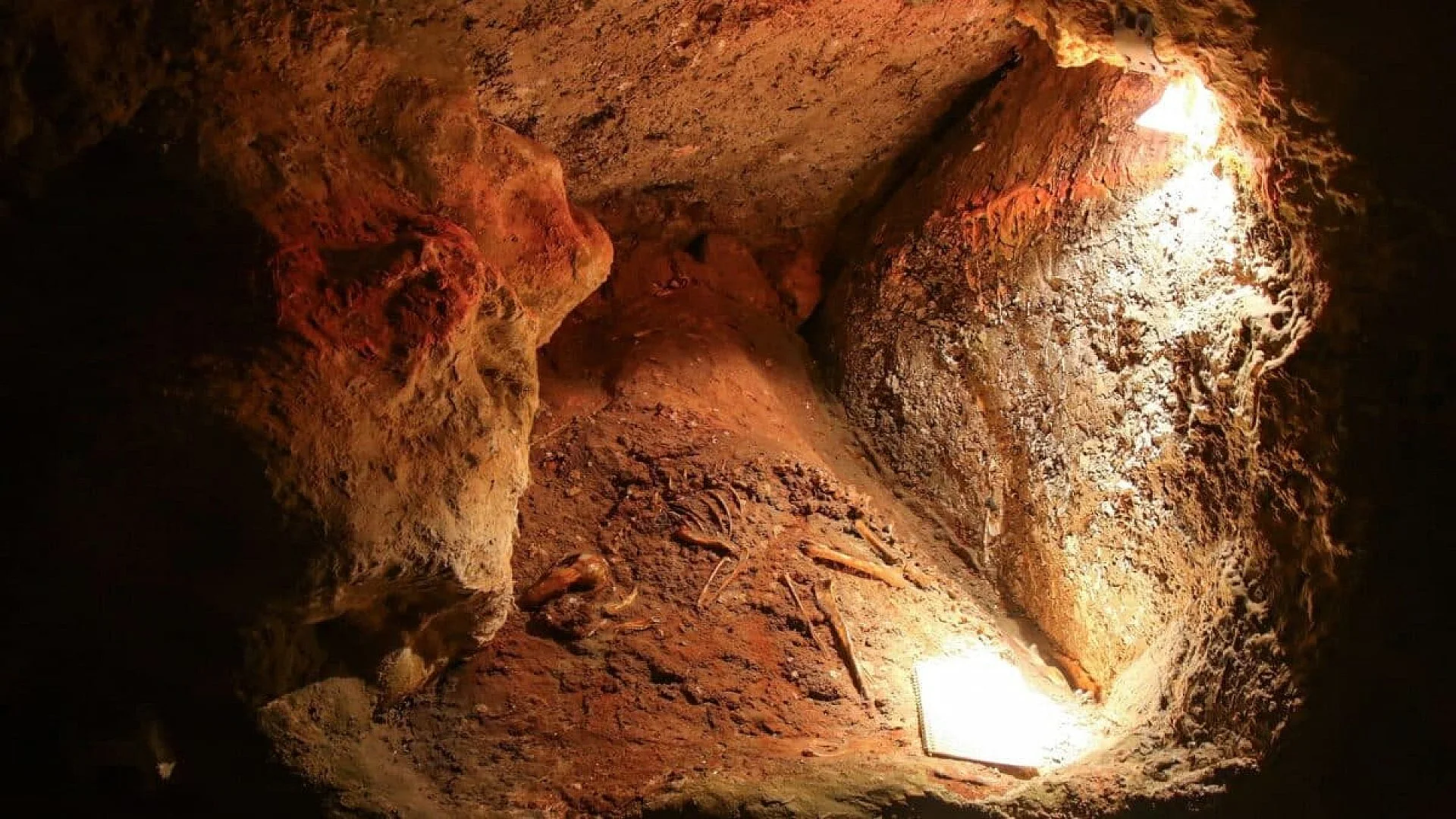 Hidden Inside An Australian Cave Scientists Uncovered Fossil Fragments From A Lost Koala Species Extinct For Years Scaled