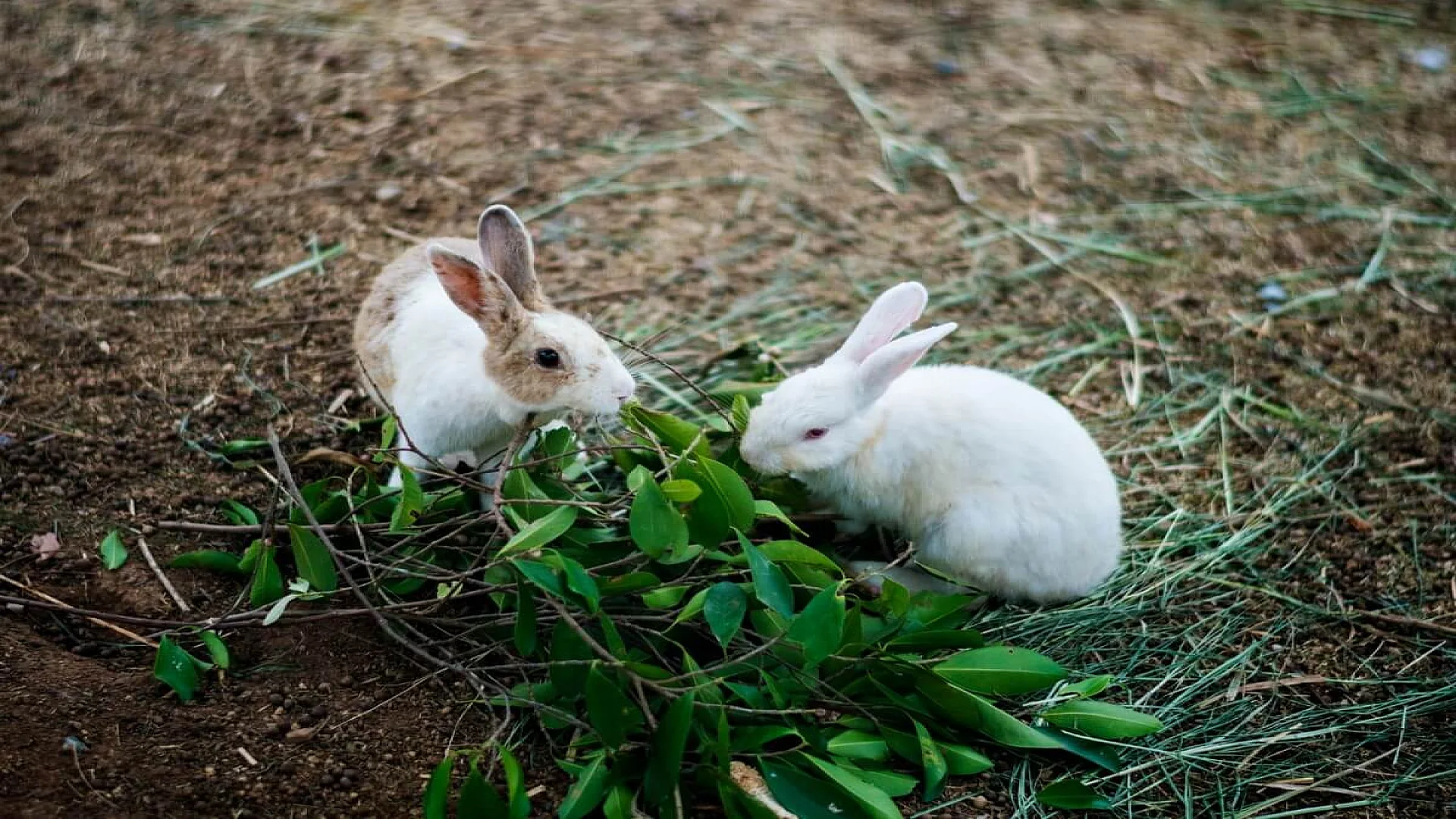 Free photo animal instinct natural survive wildlife.