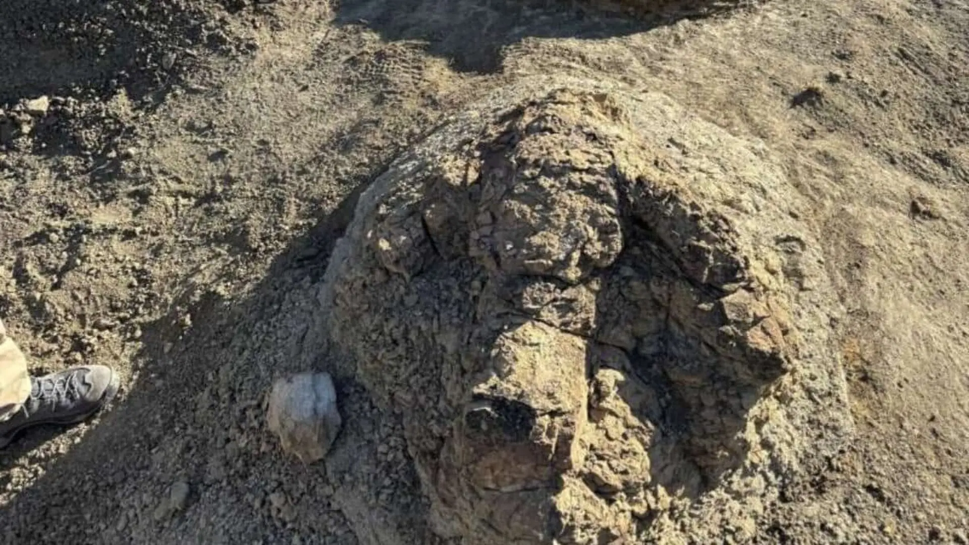 A High School Teacher Found Four Giant Footprints In North Dakota And They May Belong To An Adult T. Rex Walking 66.5 Million Years Ago Scaled