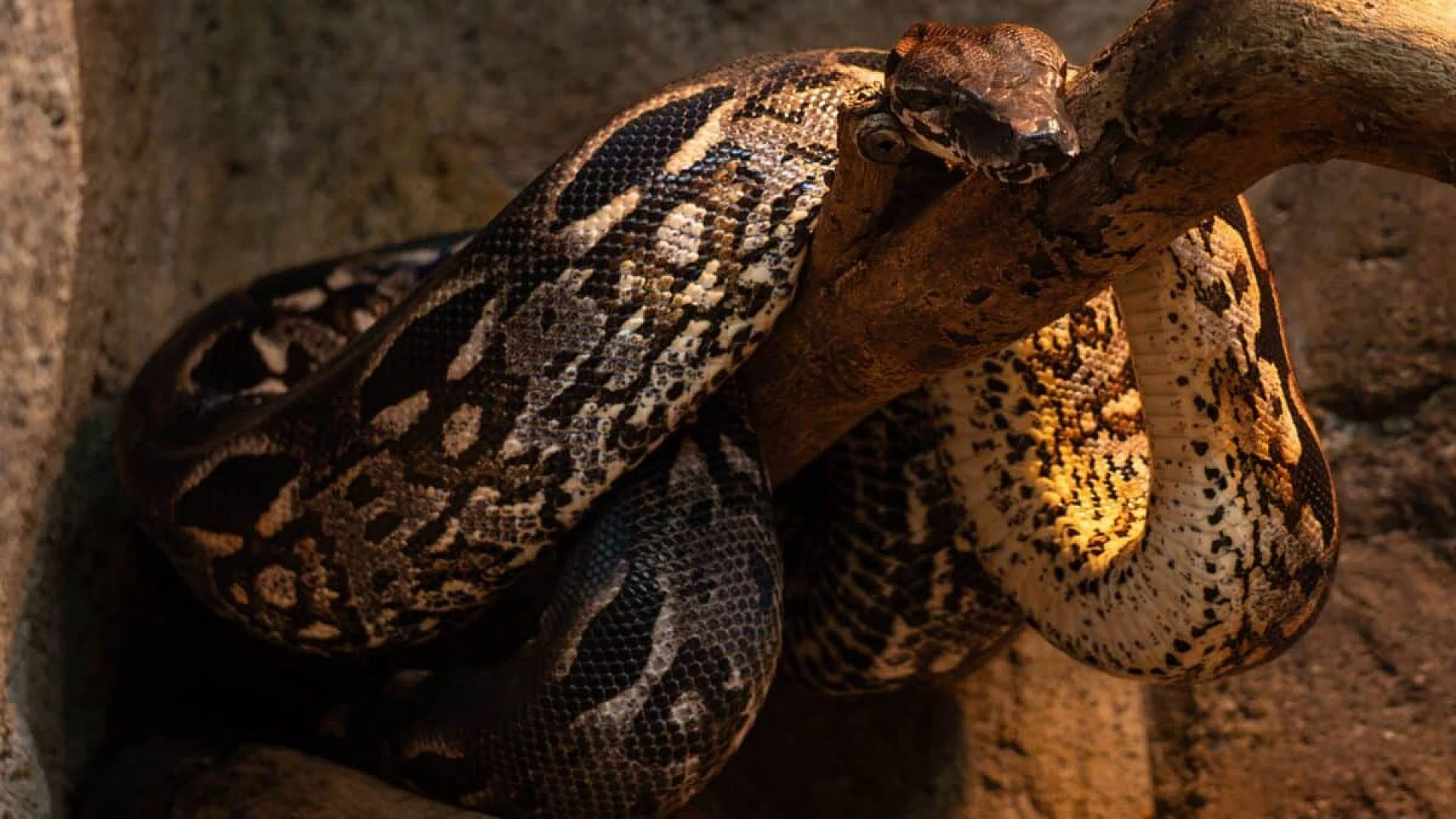 Inside A Mine In India Scientists Unearth 15 Meter Long Snake Fossil Rivalling Titanoboa In Size Scaled