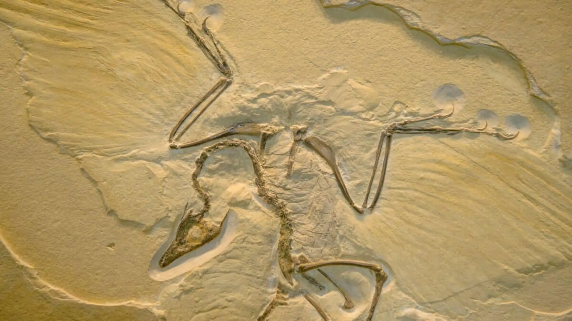 Exceptionally Well Preserved 160 Million Year Old Fossil Feathers Reveal These Winged Dinosaurs Probably Couldnt Fly Scaled