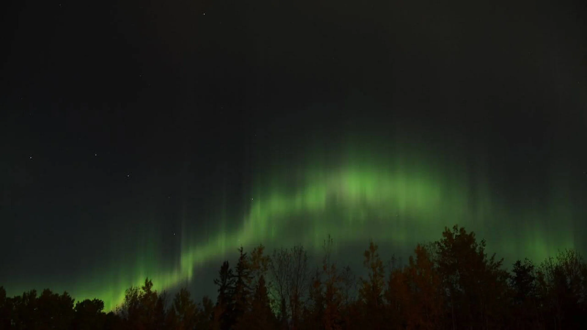 Brilliant green aurora borealis lights up a dark night sky above a line of silhouetted trees.